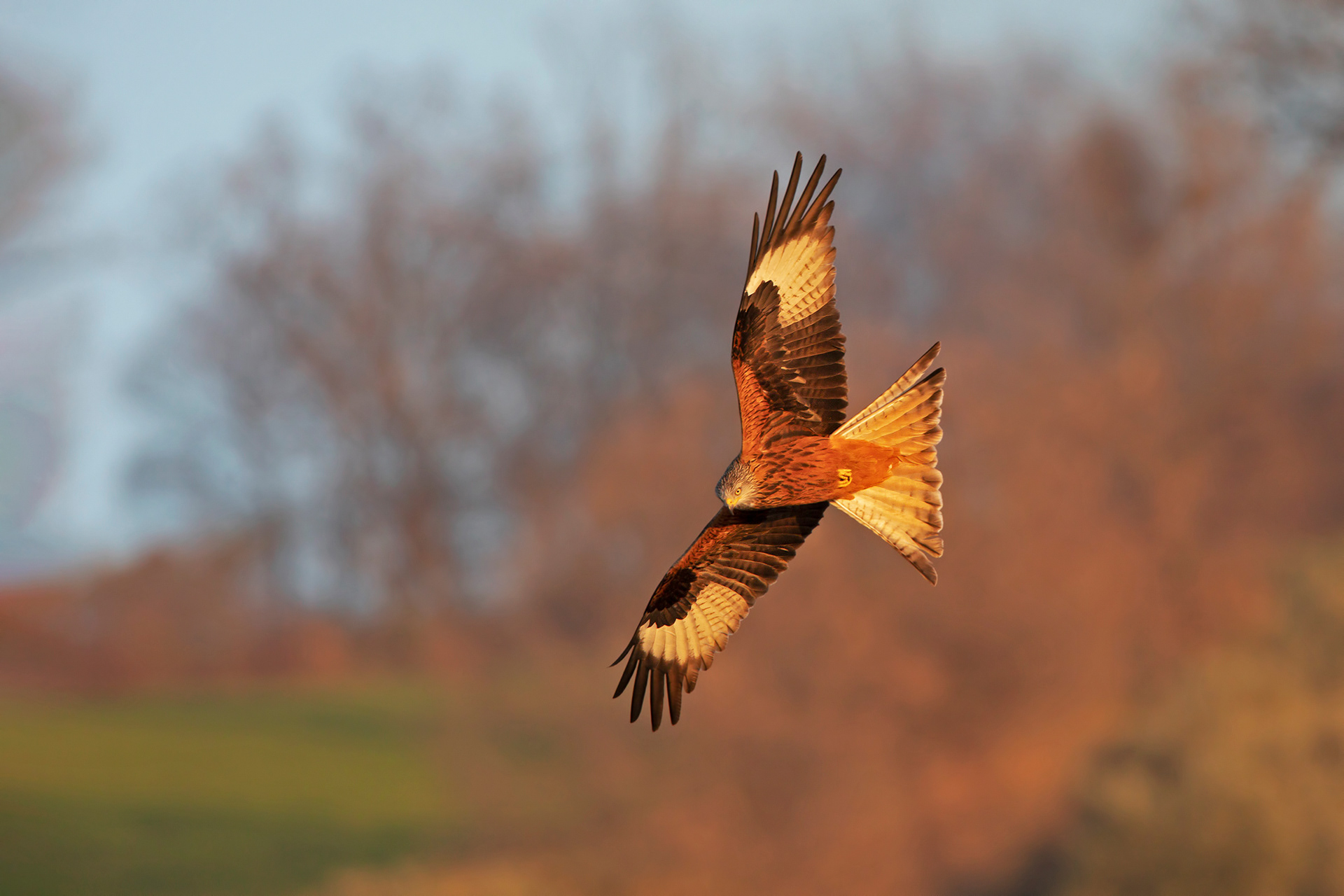 Nibbio reale - Red kite (Milvus milvus) 