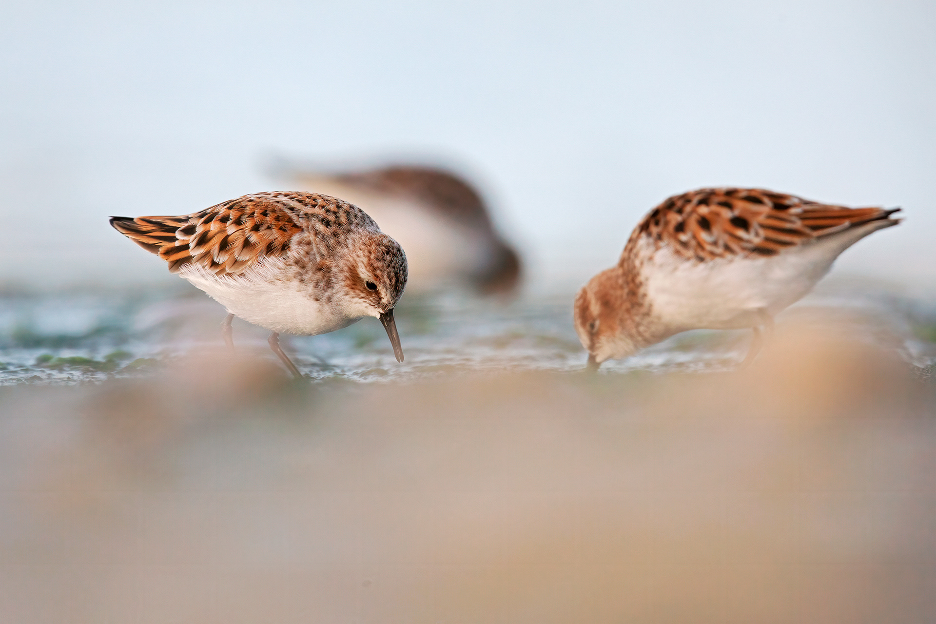 GAMBECCHIO COMUNE - Little Stint (Calidris minuta) - Abruzzo