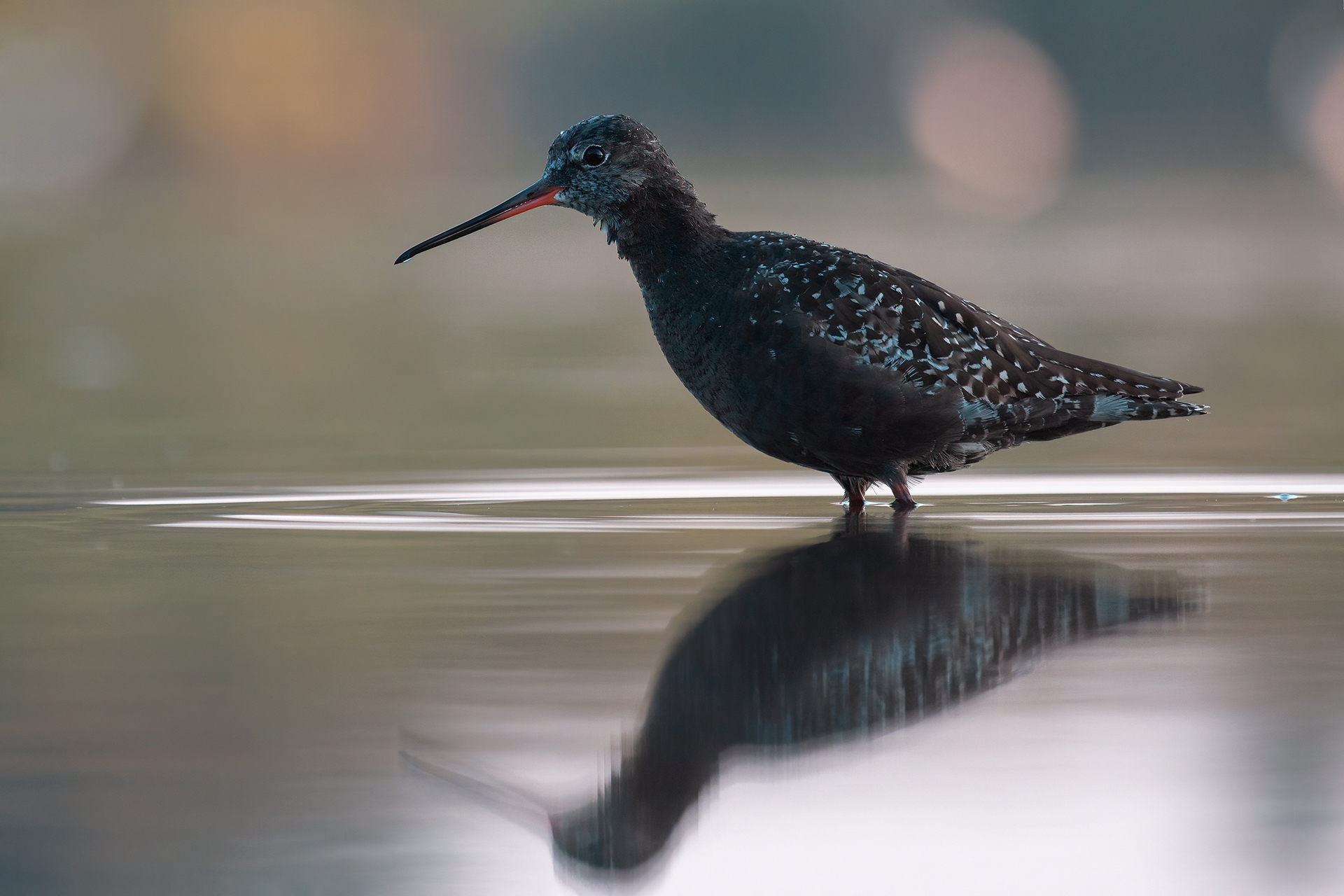 TOTANO MORO - Spotted redshank (Tringa erythropus) - Emilia Romagna