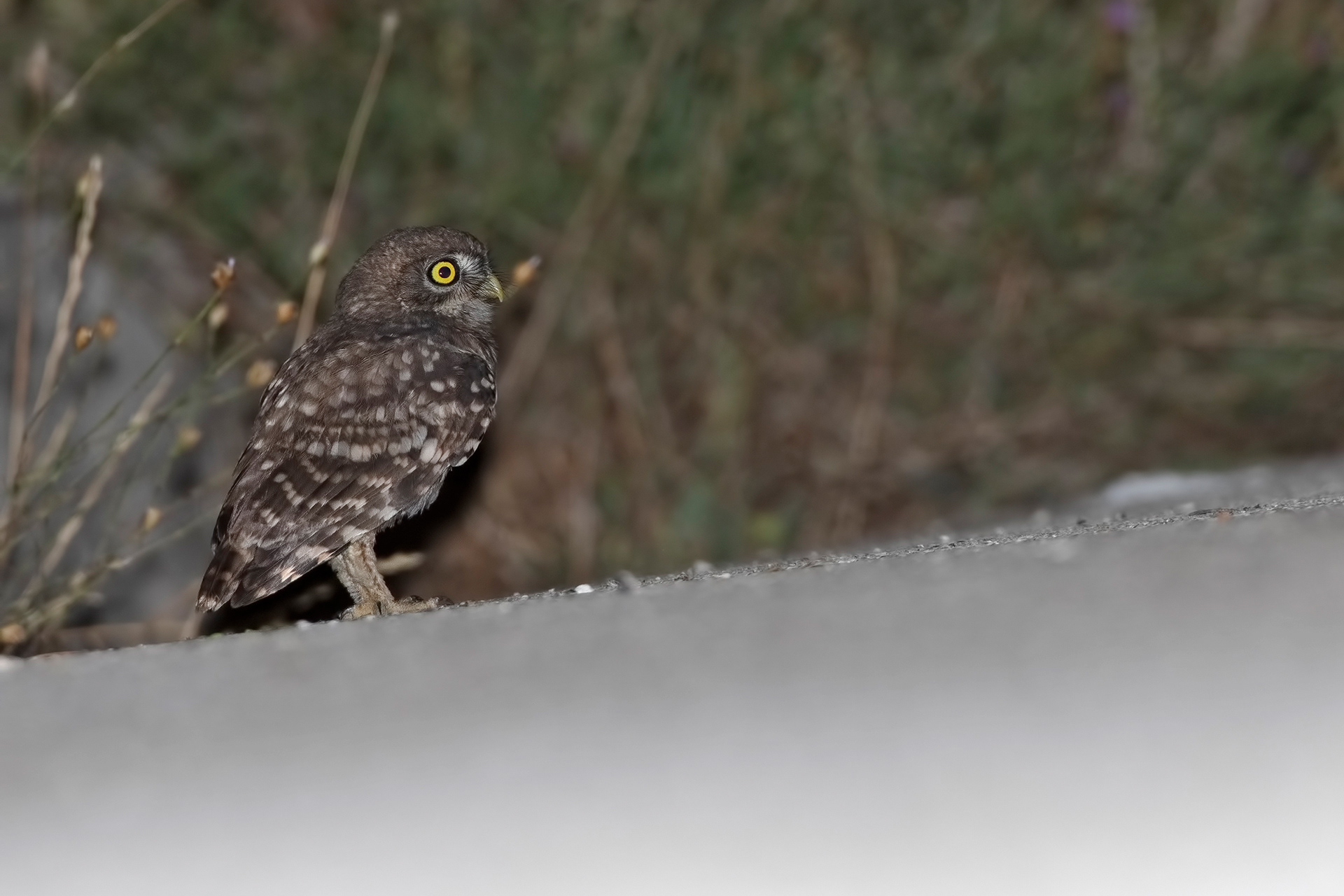 Civetta - Little owl (Athene noctua)