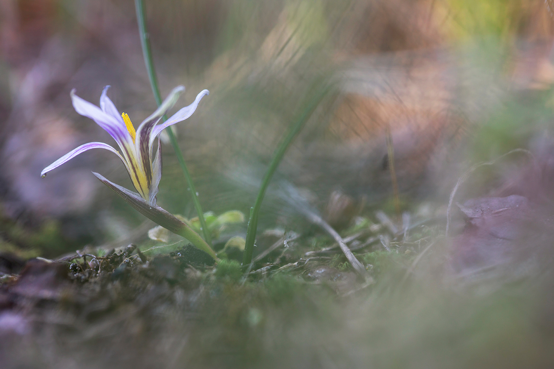 ROMULEA ROLLII - Zafferanetto di Rolli