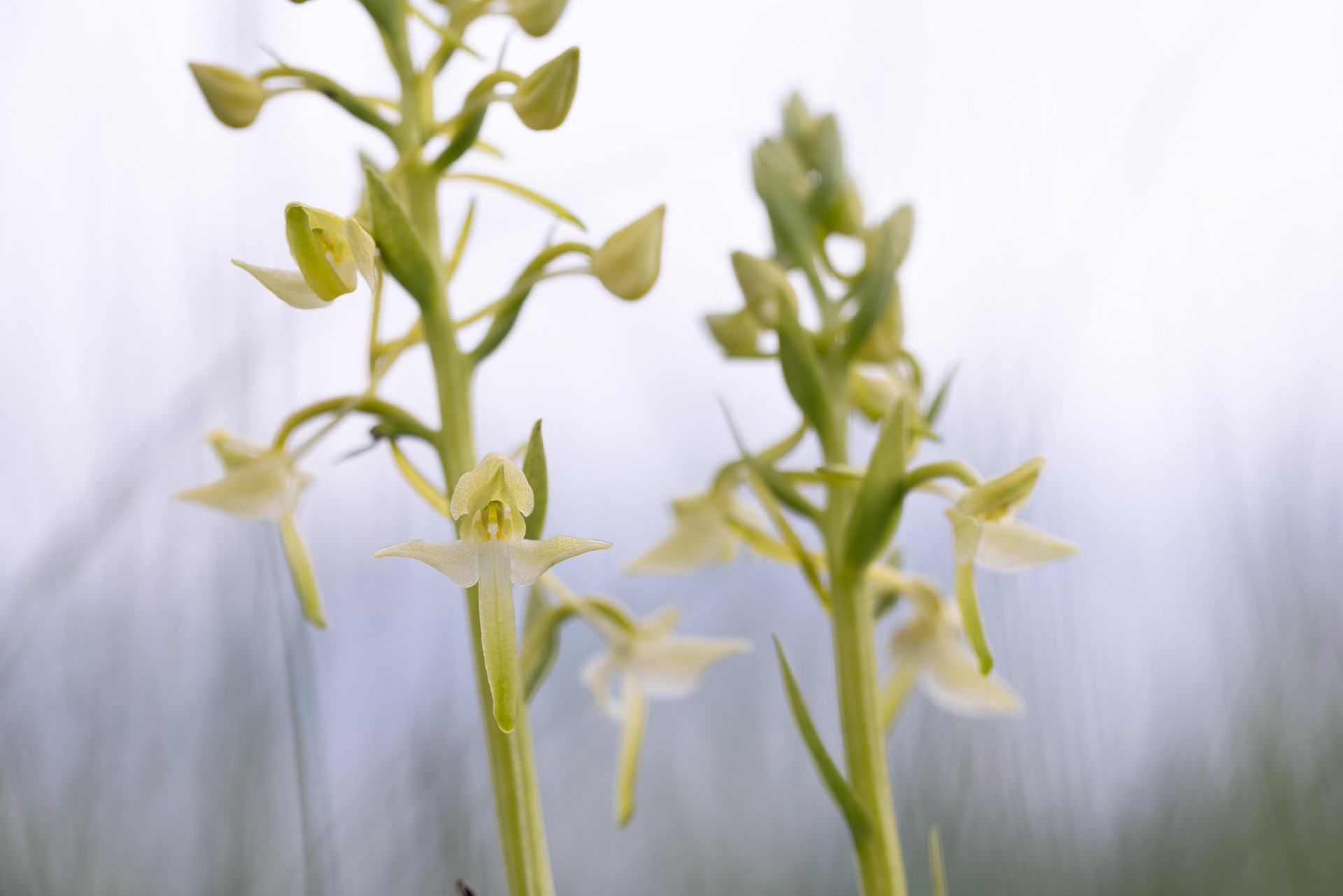 PLATANTHERA BIFOLIA