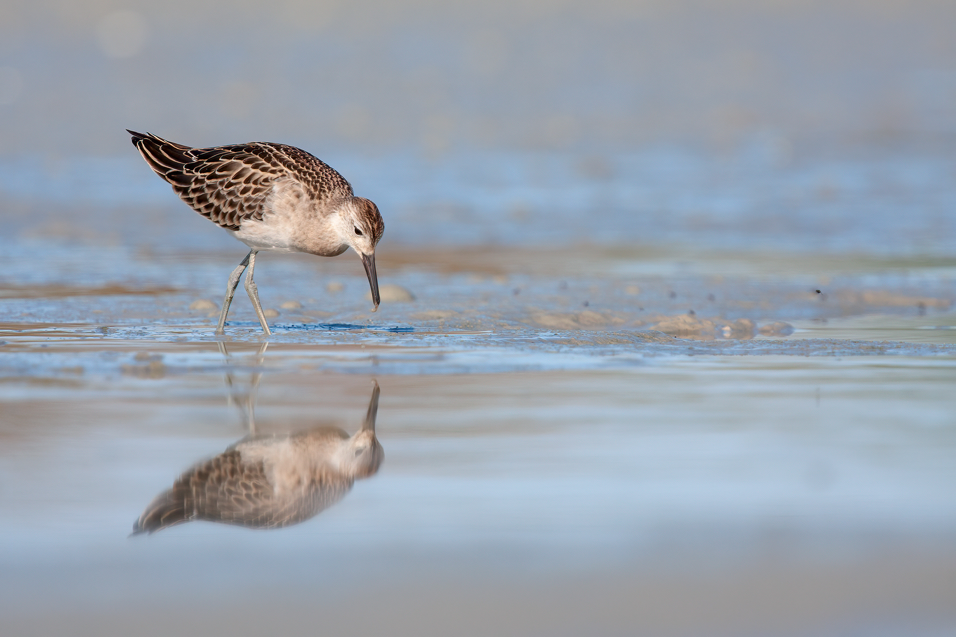 COMBATTENTE - Ruff (Philomacus pugnax) - Abruzzo