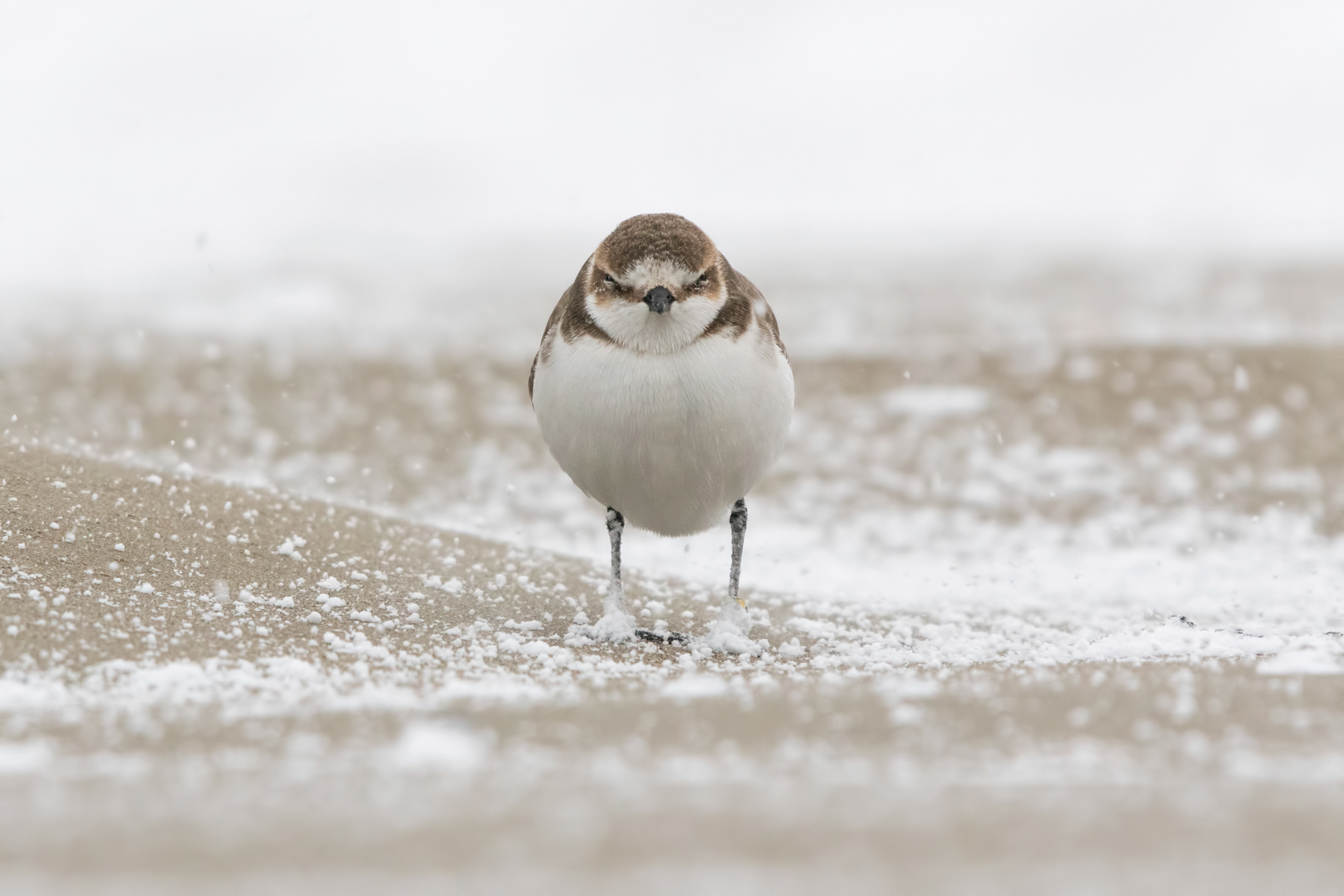 FRATINO - Kentish plover (Charadrius alexandrinus) - Giulianova