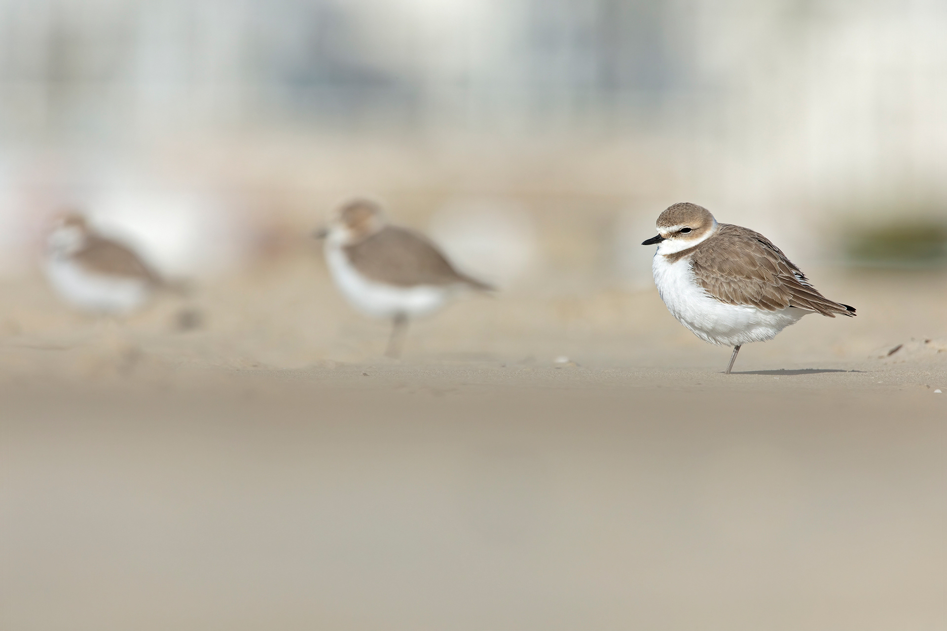 FRATINO - Kentish Plover (Charadrius alexandrinus) - Abruzzo