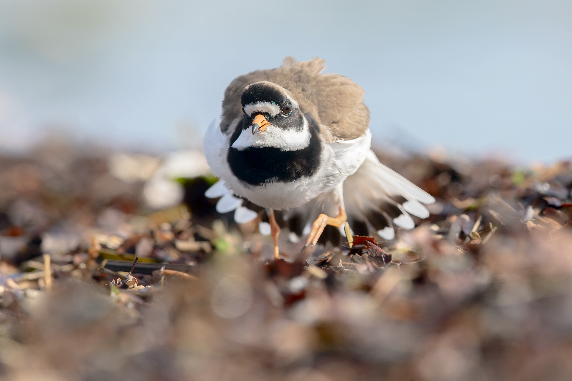 CORRIERE GROSSO - Ringed Plover (Charadrius hiaticula) - Giulianova