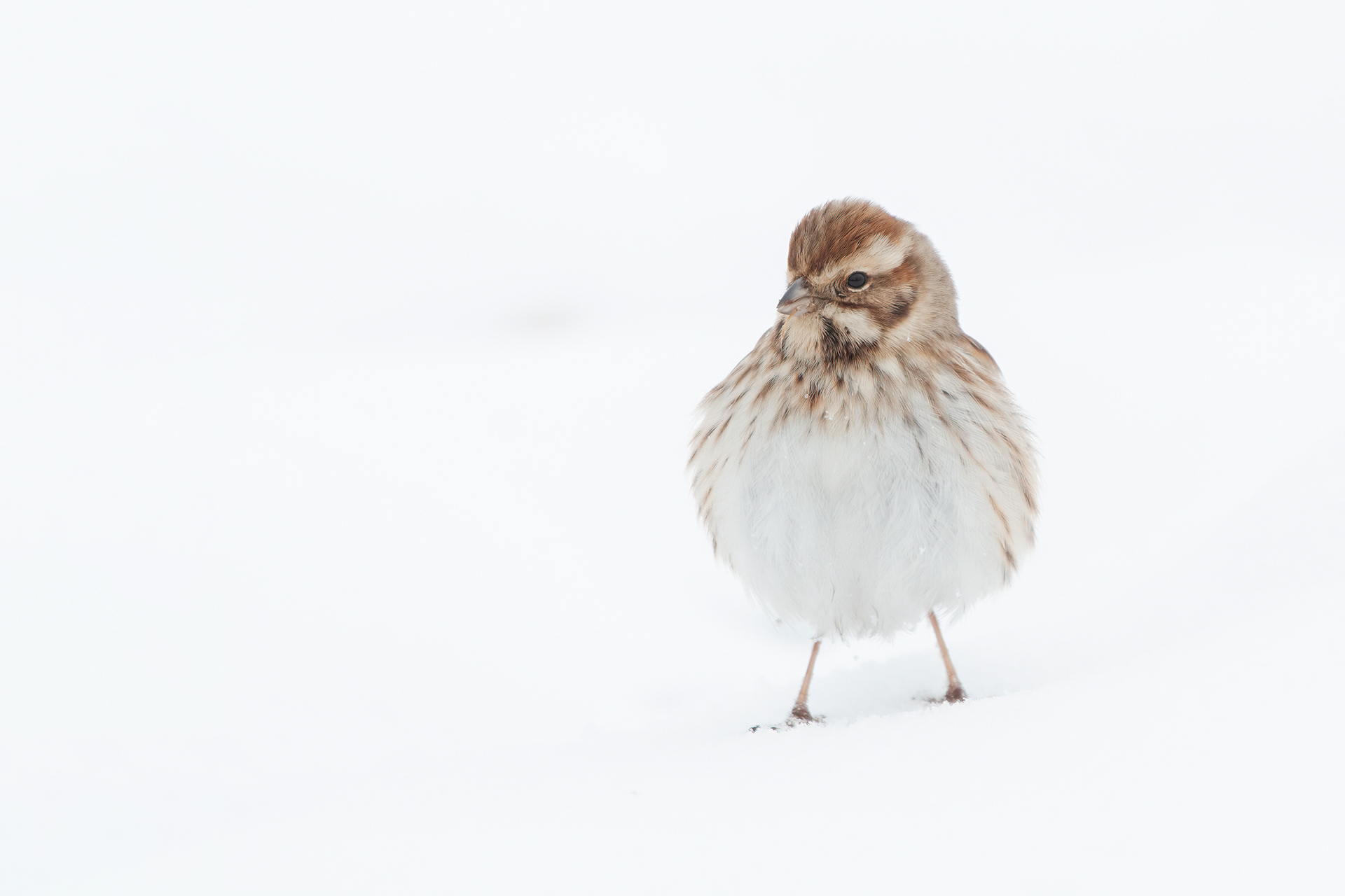 MIGLIARINO DI PALUDE - Reed Bunting (Emberiza schoeniclus) - Abruzzo