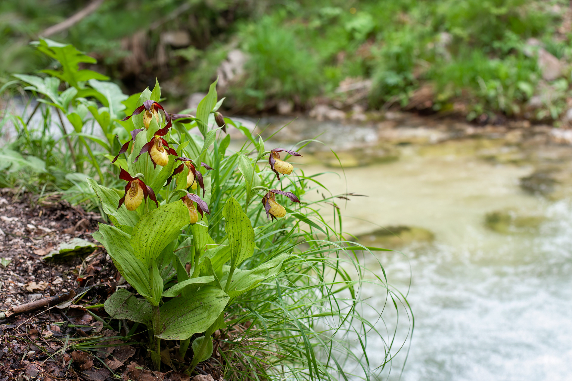 CYPRIPEDIUM CALCEOLUS