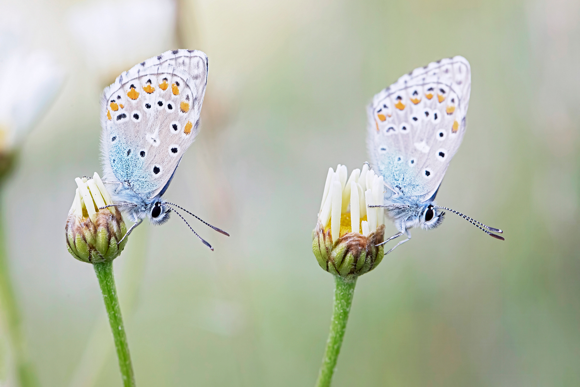 Polyommatus sp.  - Maiella National Park
