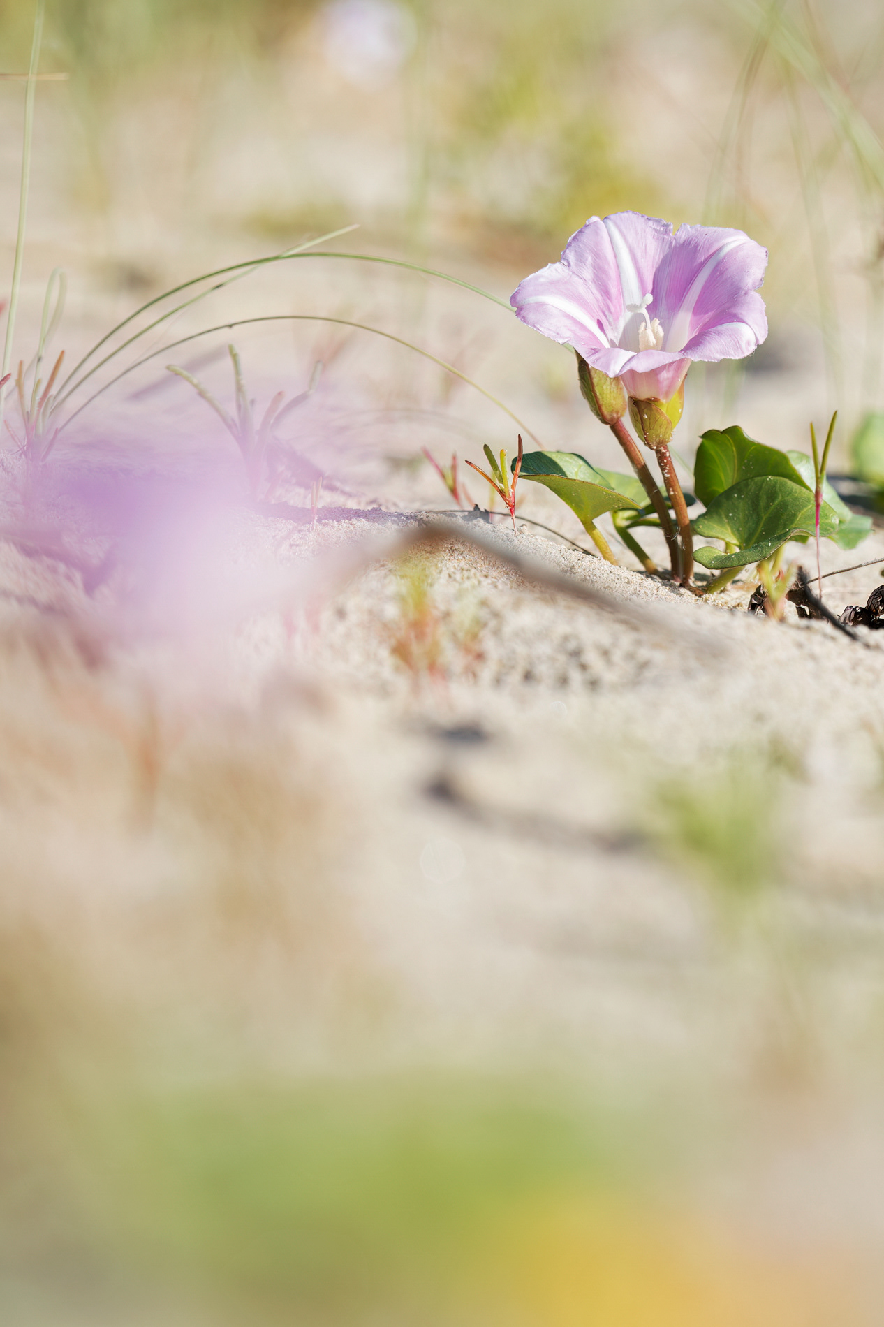 CALISTEGIA SOLDANELLA