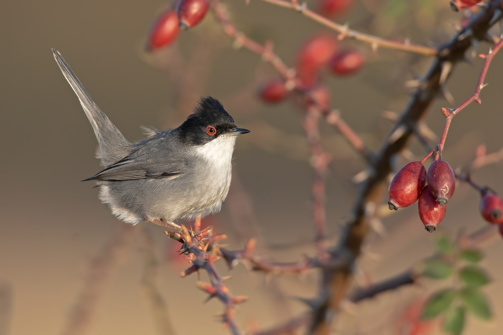 OCCHIOCOTTO - Sardinian Warbler (Sylvia melanocephala)