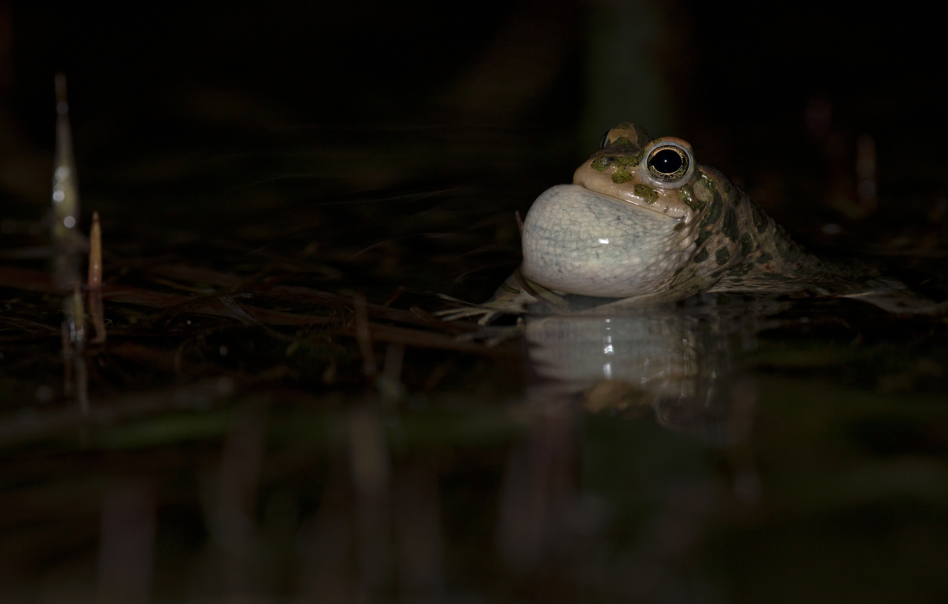 Rospo smeraldino (Bufotes viridis)
