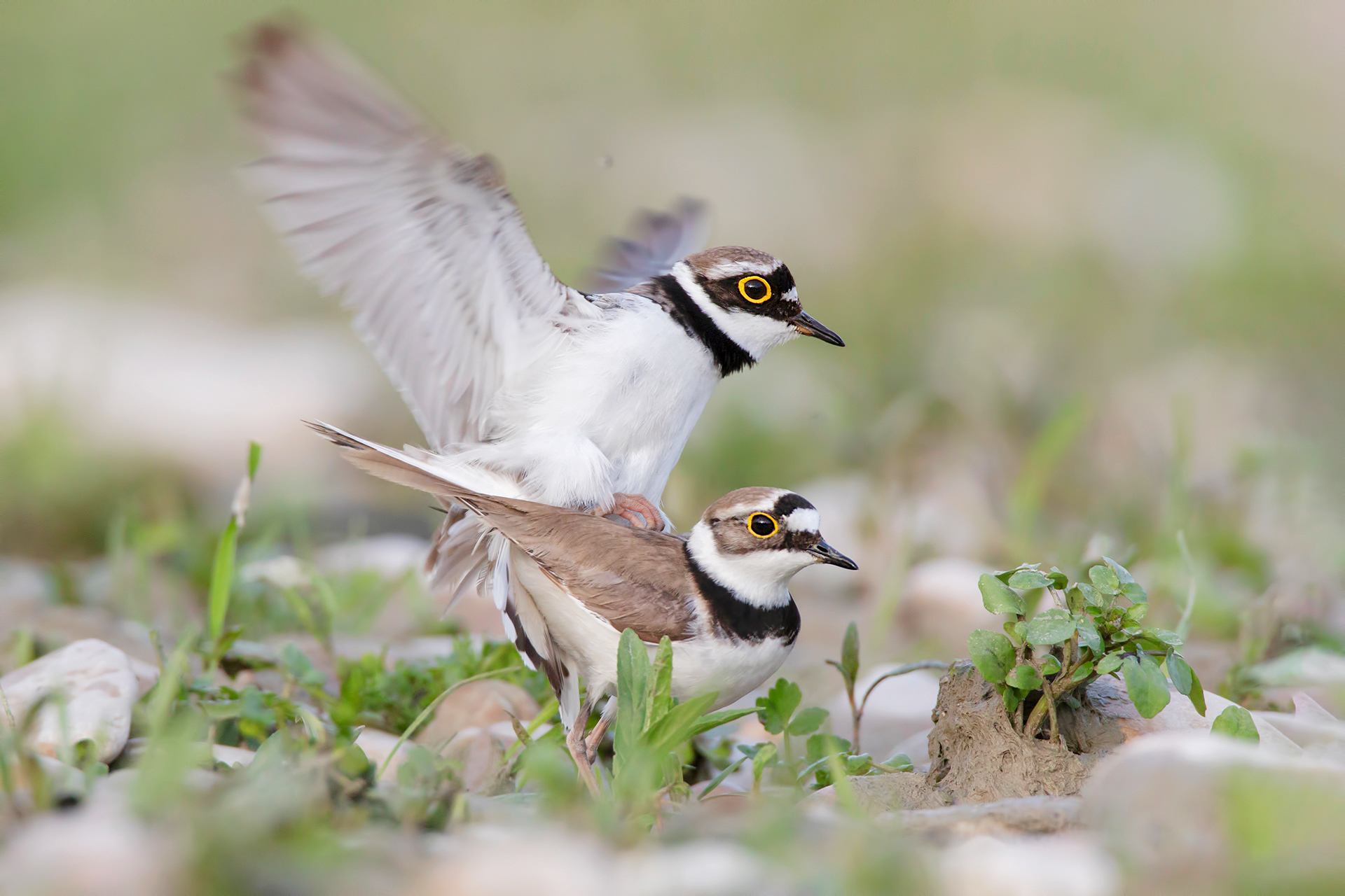 CORRIERE PICCOLO - Little Ringed Plover (Charadrius dubius) - Giulianova