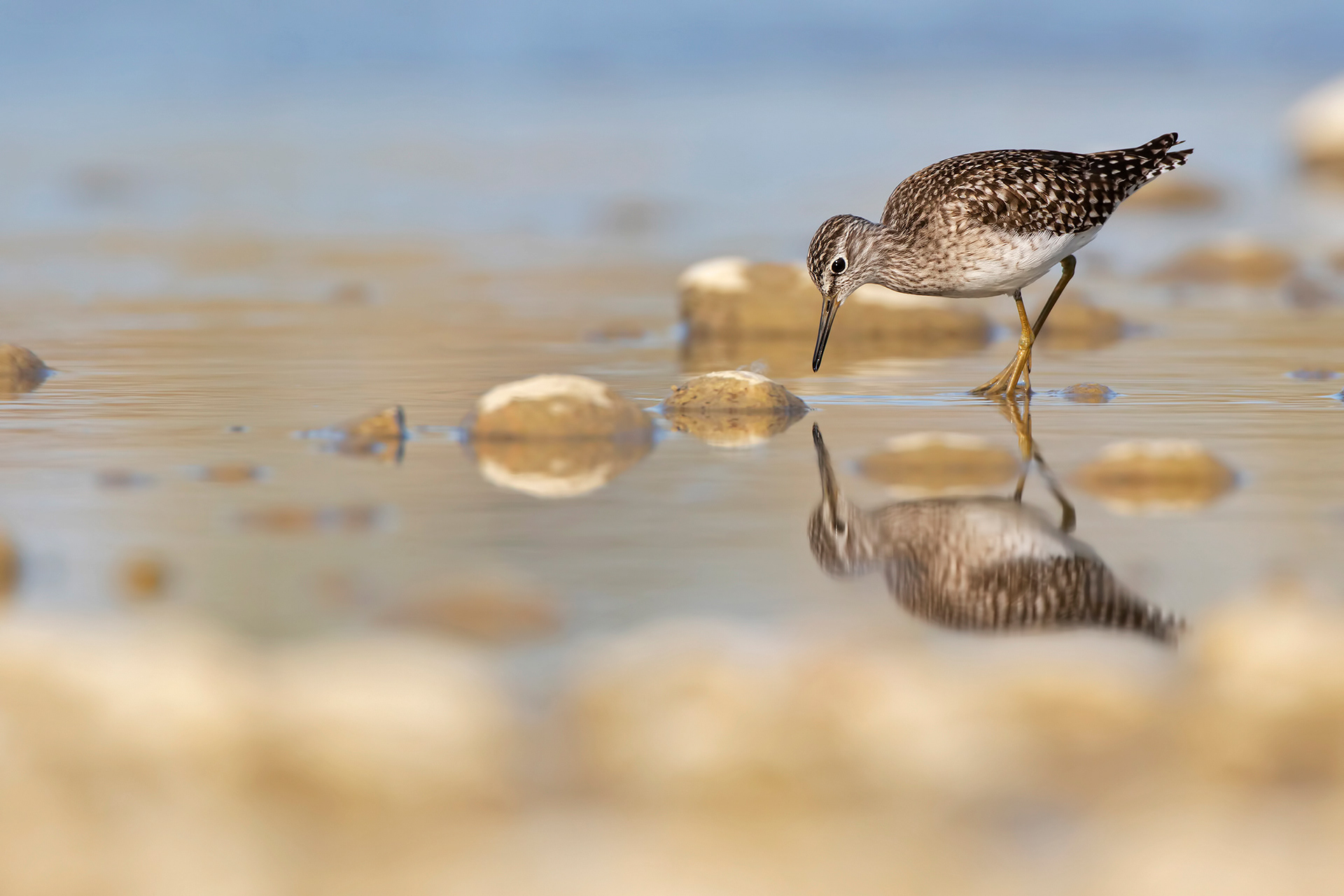 PIRO PIRO BOSCHERECCIO - Wood Sandpiper (Tringa glareola) - Abruzzo