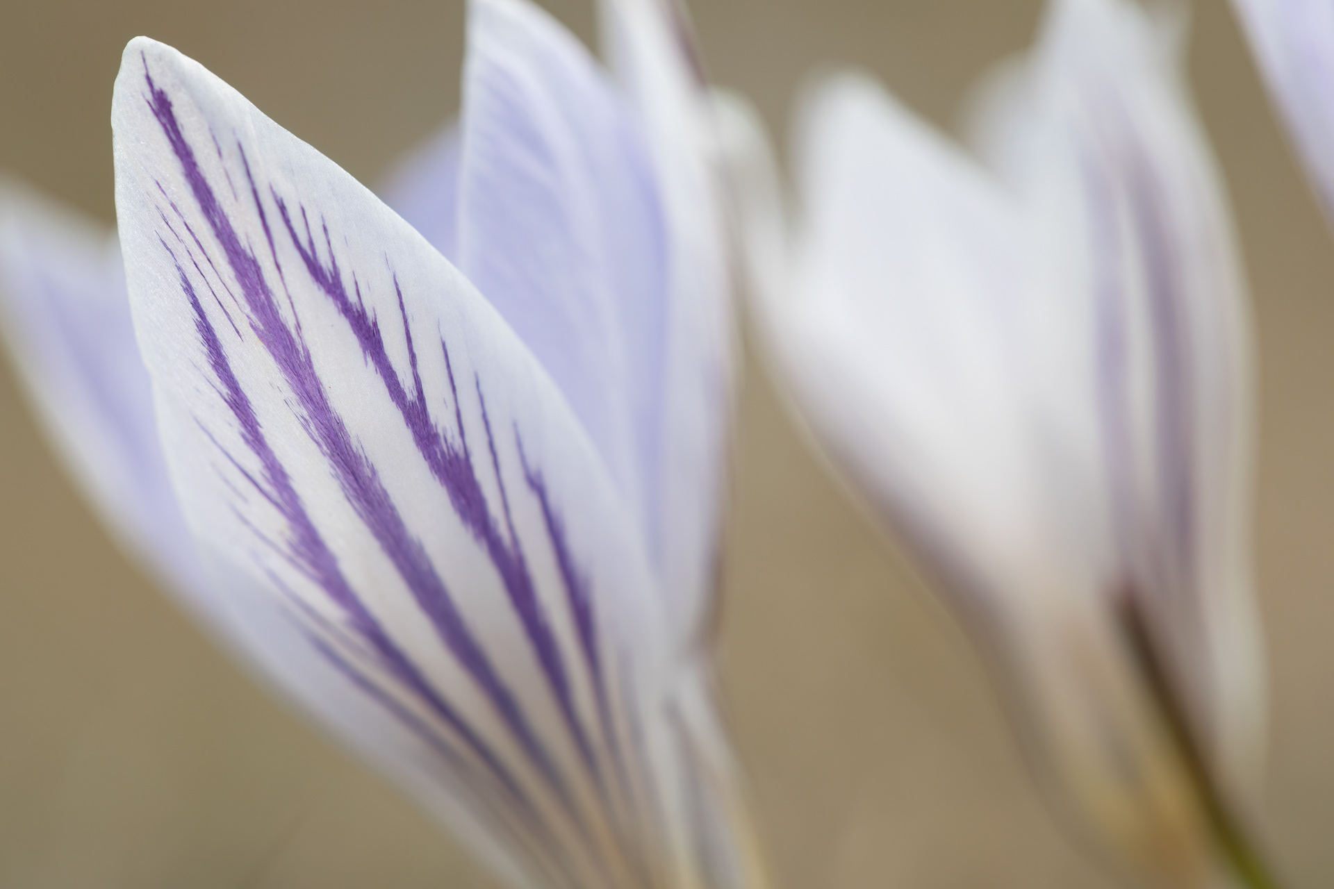 ZAFFERANO VARIEGATO - (Crocus variegatus) - Gran Sasso-Laga National Park