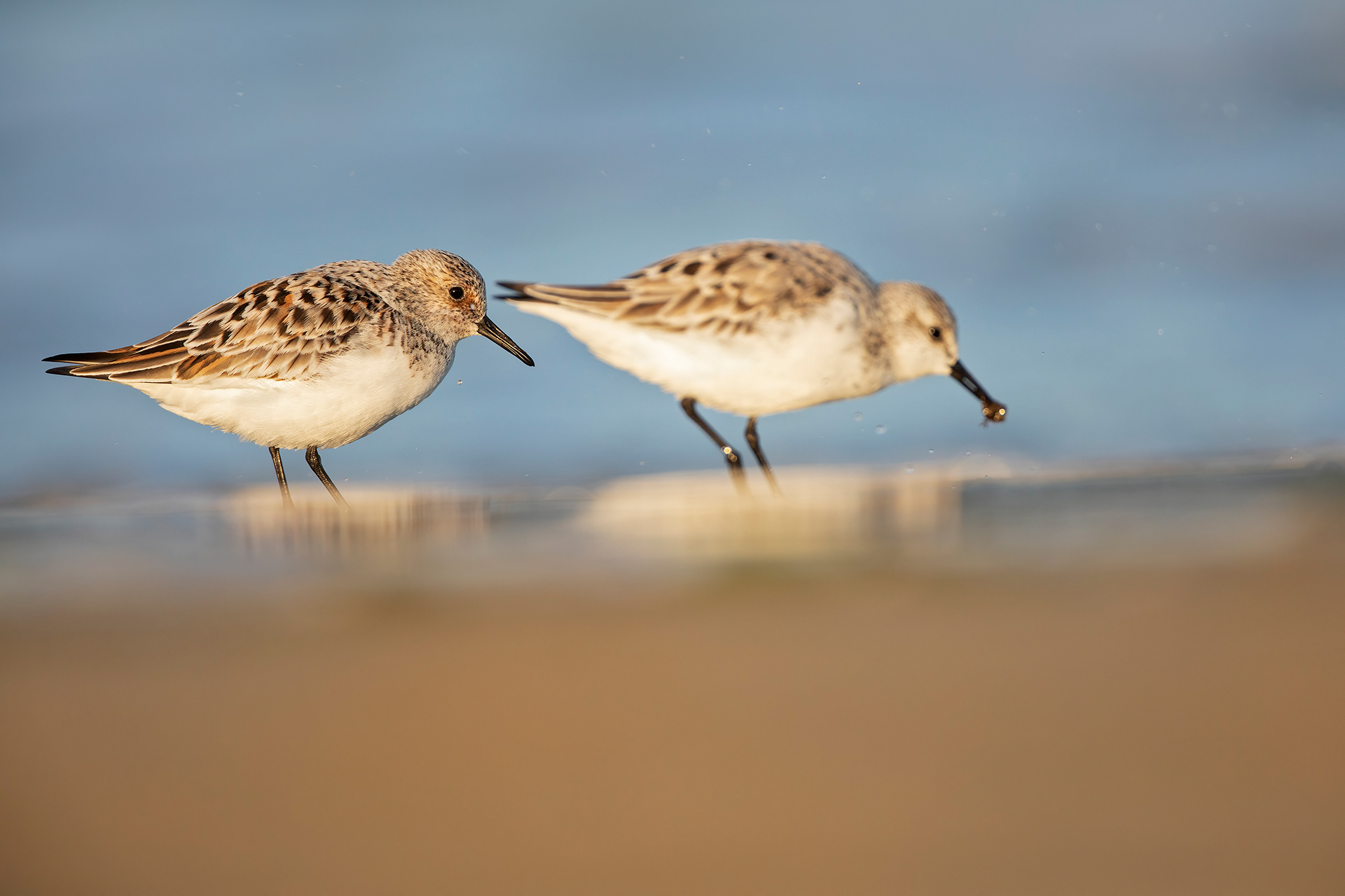 PIOVANELLO TRIDATTILO - Sanderling (Calidris alba) - Abruzzo
