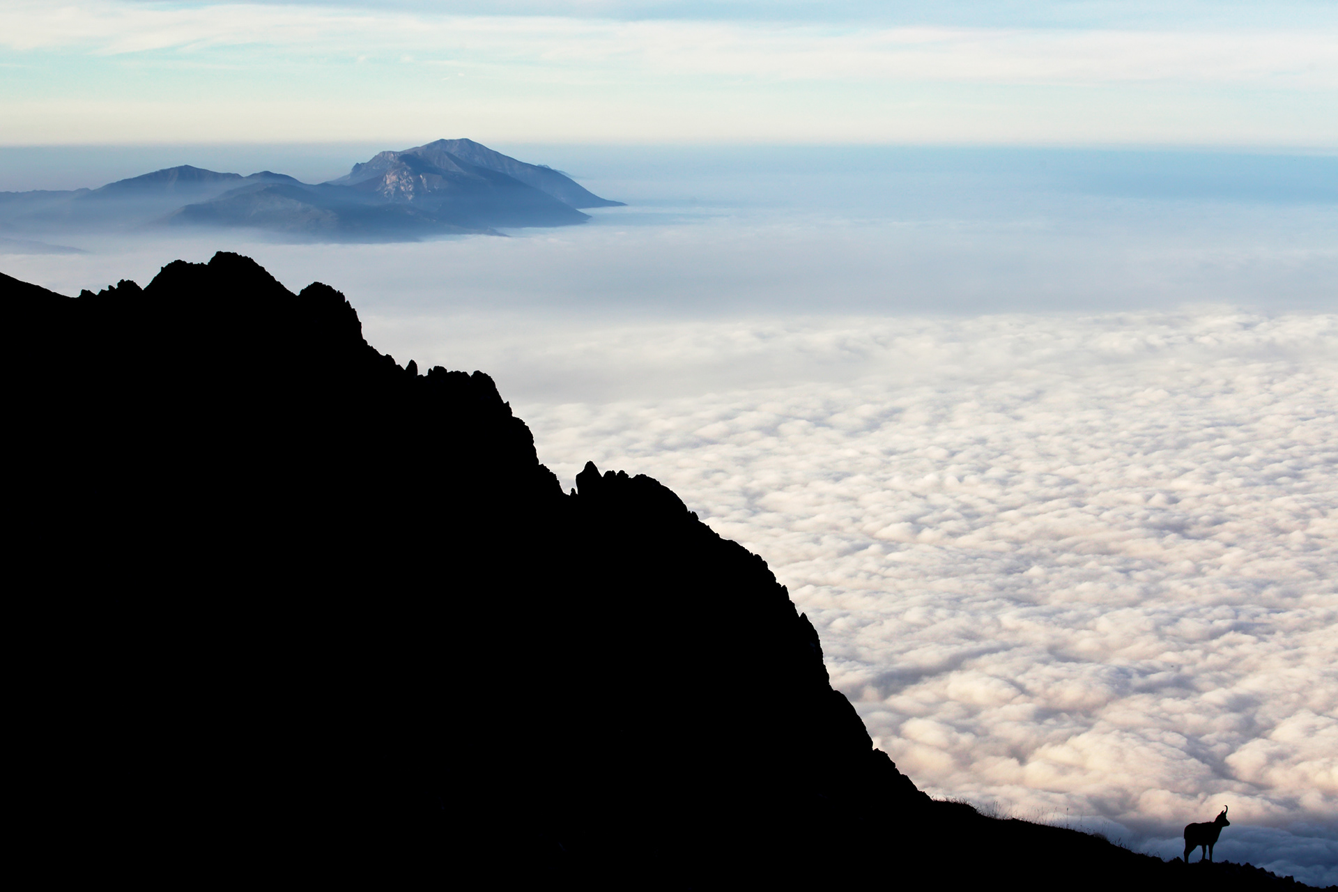 CAMOSCIO APPENNINICO - Appennine chamois (Rupricapra pyrenaica ornata) - Gran Sasso-Laga National Park