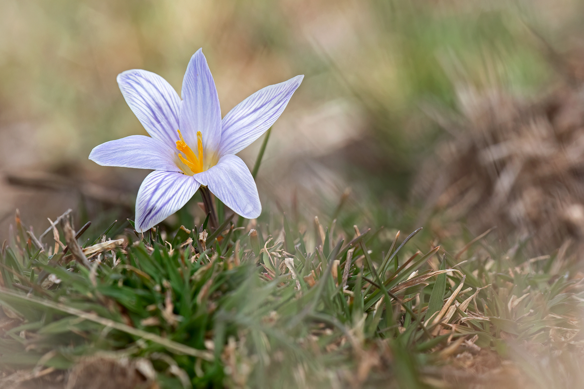 CROCUS VARIEGATUS - Zafferano variegato 