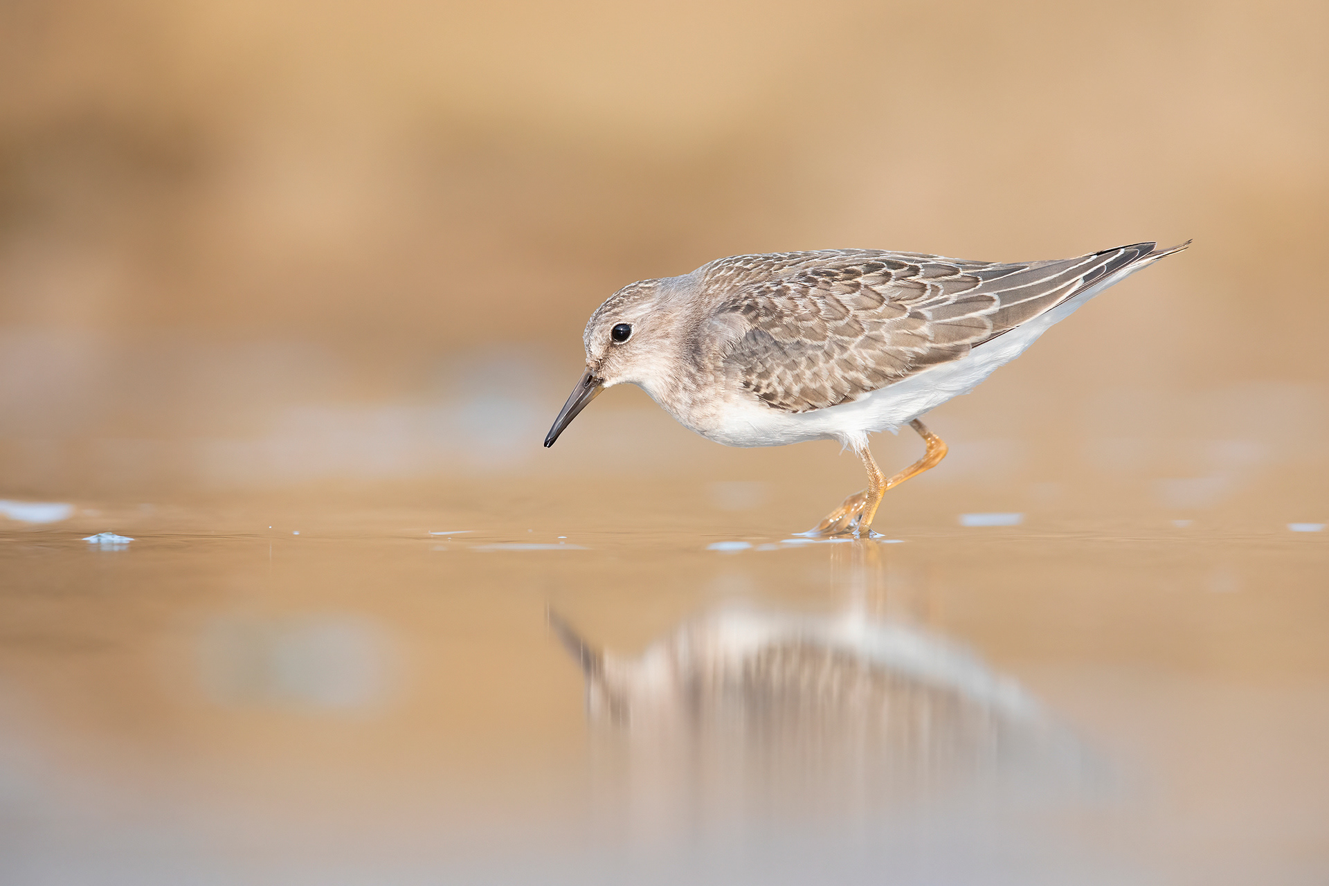 GAMBECCHIO NANO - Temminck's Stint (Calidris temminckii) - Abruzzo