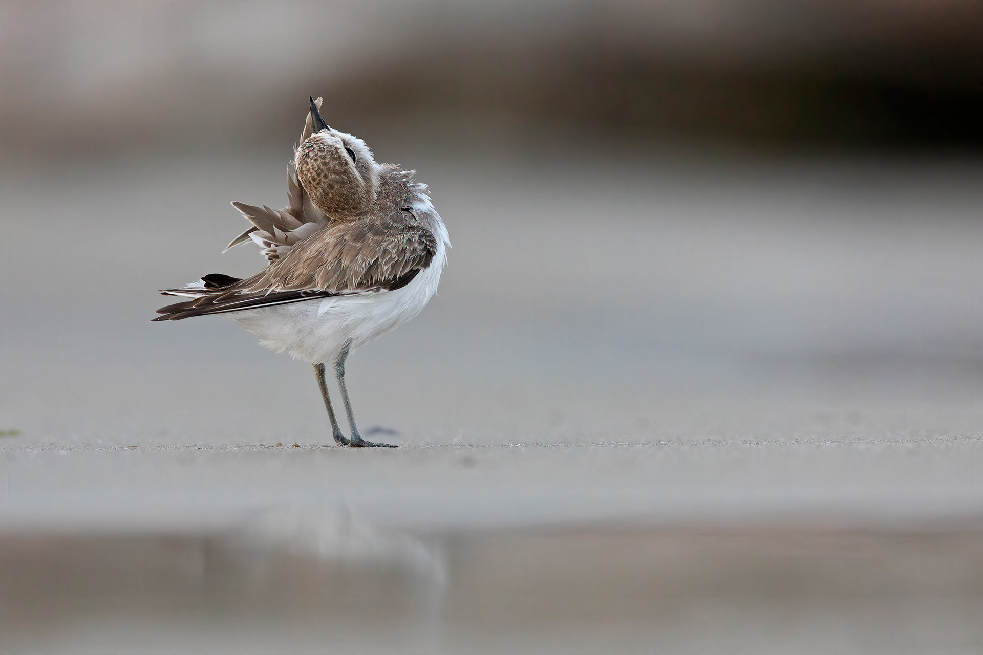 FRATINO - Kentish Plover (Charadrius alexandrinus) - Abruzzo