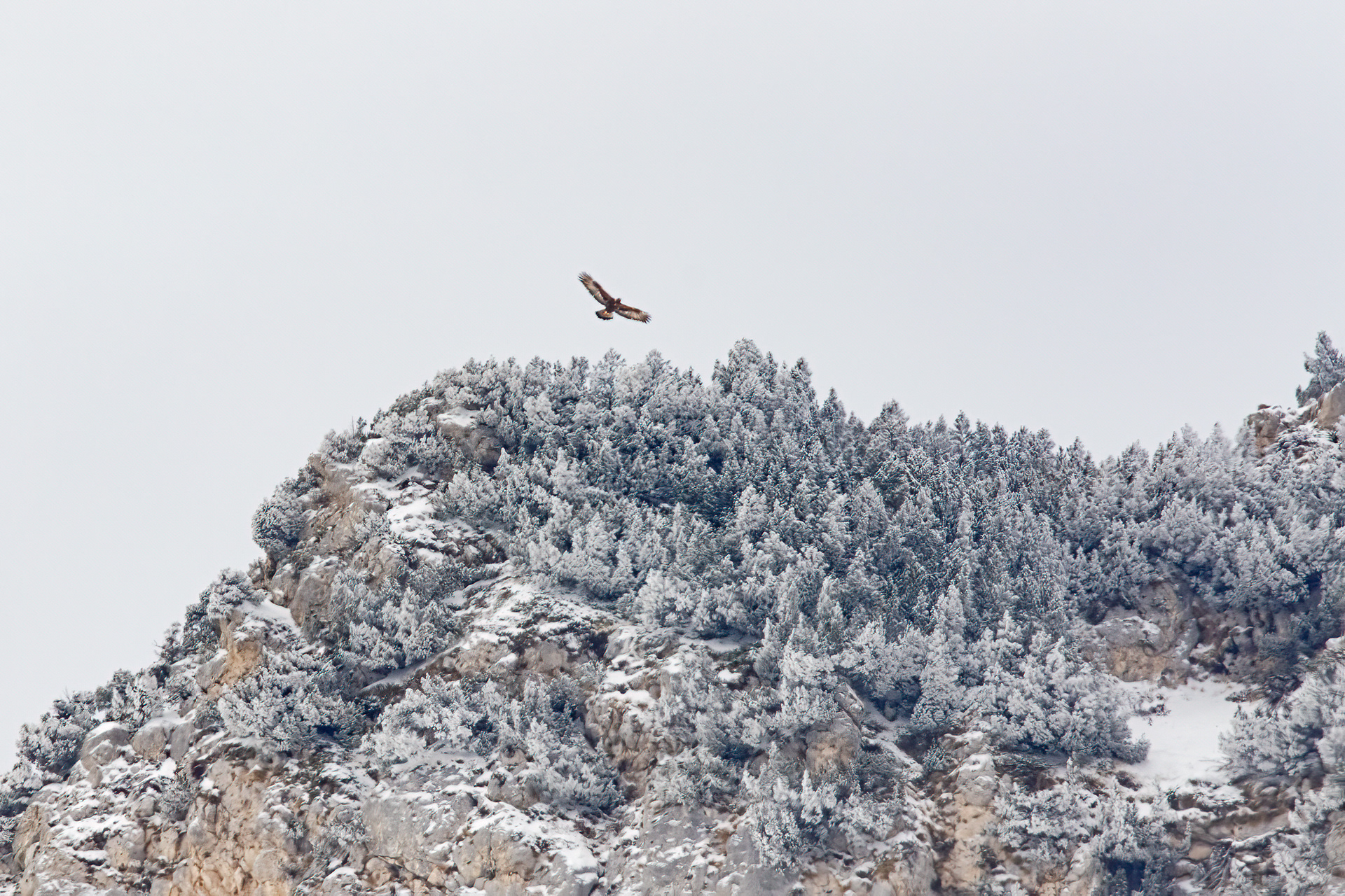 AQUILA REALE - Golden Eagle (Aquila chrysaetos) - Maiella National Park