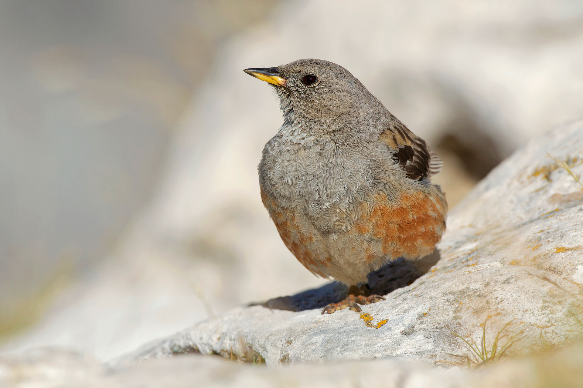 SORDONE - Alpine Accentor (Prunella collaris) - Parco Gran Sasso
