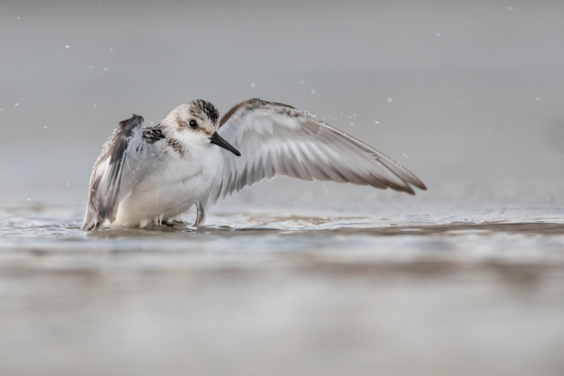 PIOVANELLO TRIDATTILO - Sanderling (Calidris alba) - Abruzzo
