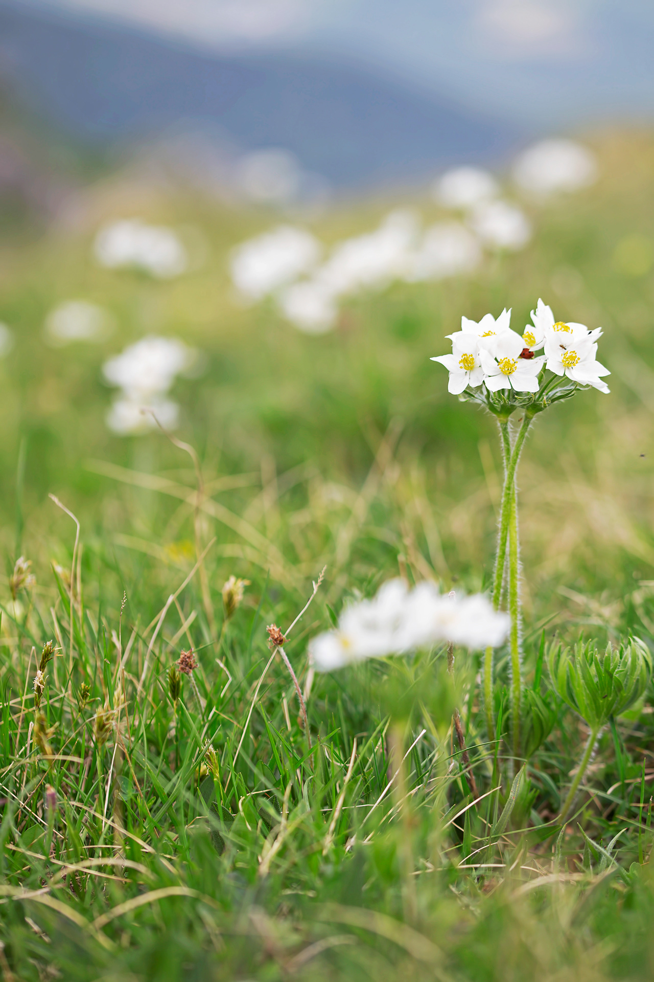 ANEMONASTRUM NARCISSIFLORUM - Anemone narcissino