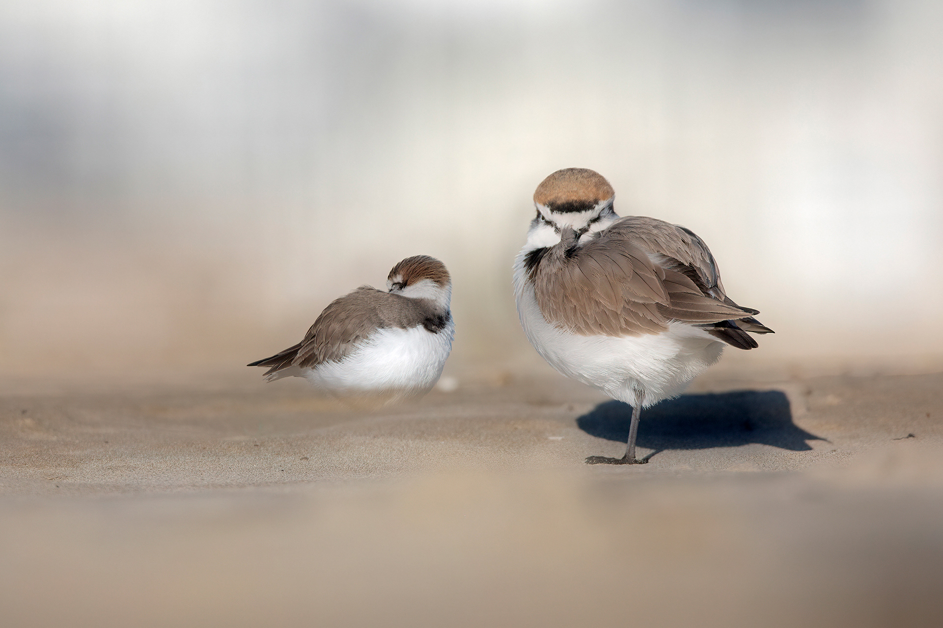 FRATINO - Kentish Plover (Charadrius alexandrinus) - Abruzzo