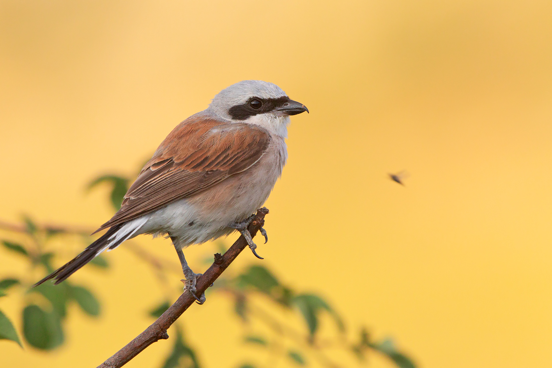 AVERLA PICCOLA - Red-backed Shrike (Lanius collurio) - Parco Gran Sasso