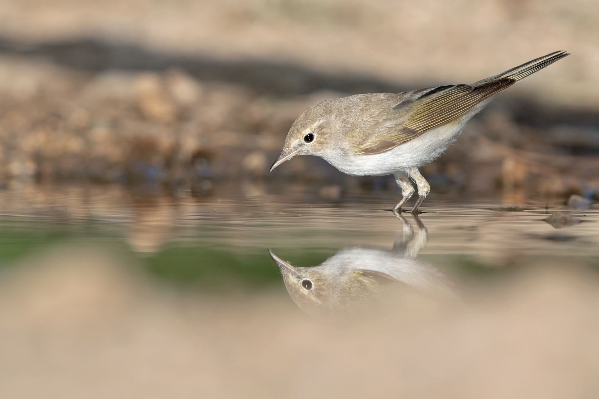 LUI' BIANCO - Bonelli's Warbler (Phylloscopus bonelli) - Paro Gran Sasso