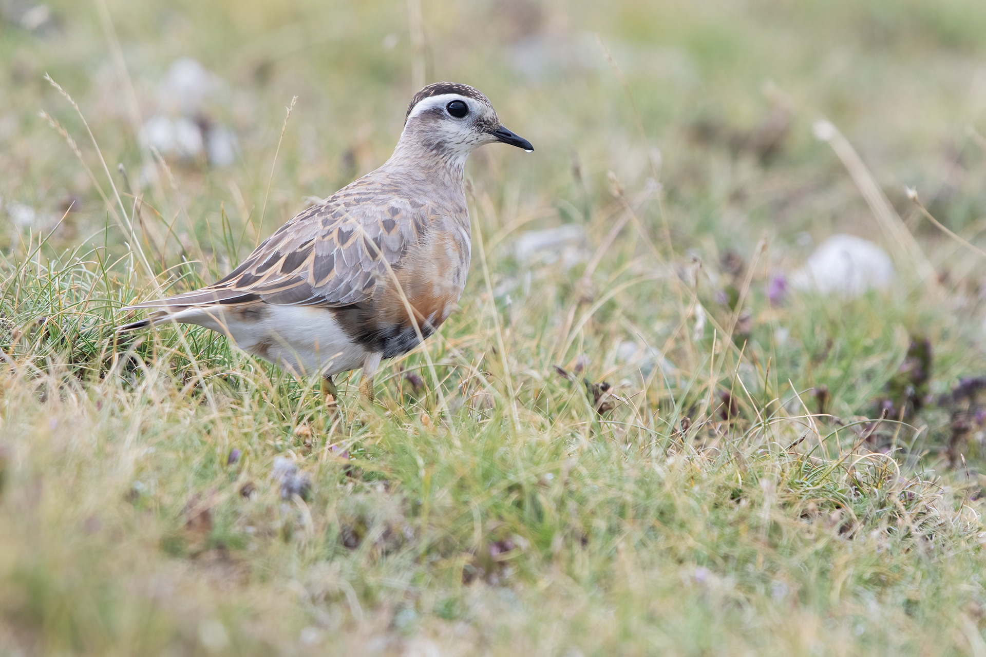 PIVIERE TORTOLINO - Dotterel (Charadrius morinellus) - Abruzzo