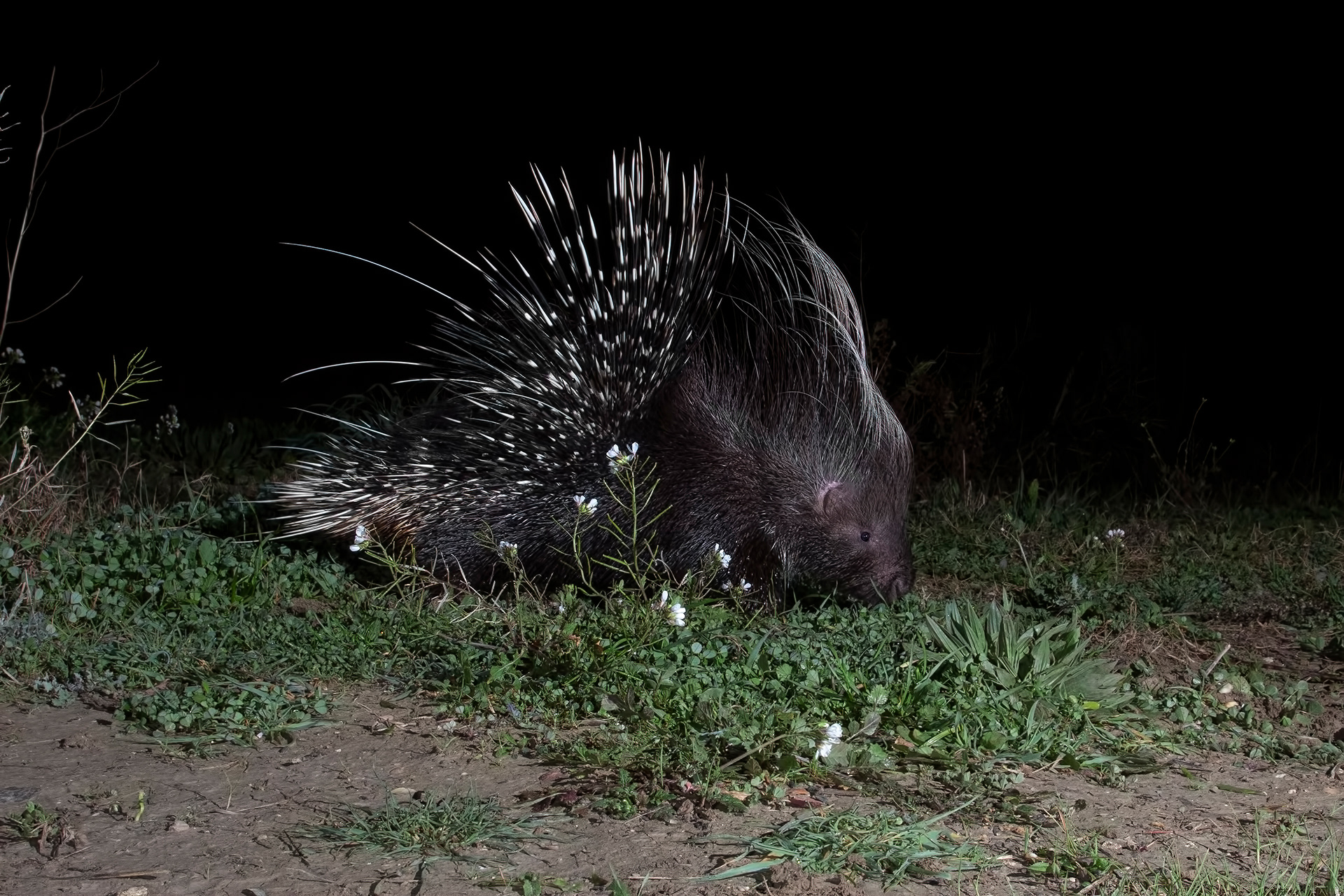 ISTRICE - Crested porcupine (Hystrix cristata) - Giulianova