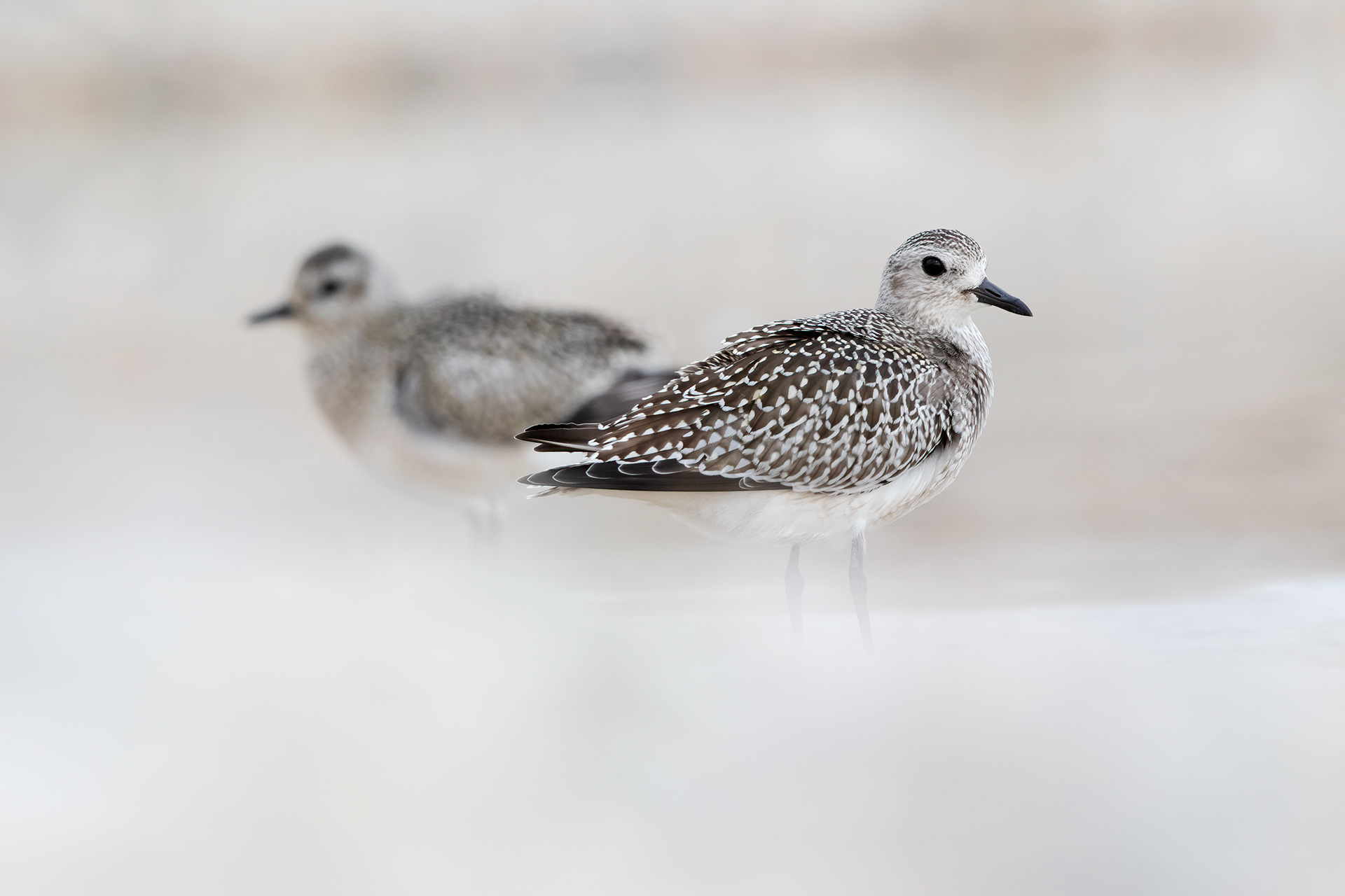 PIVIERESSA - Grey Plover (Pluvialis squatarola) - Abruzzo