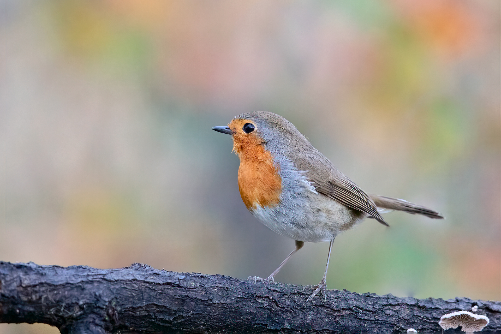 PETTIROSSO - Robin (Erithacus rubecula)