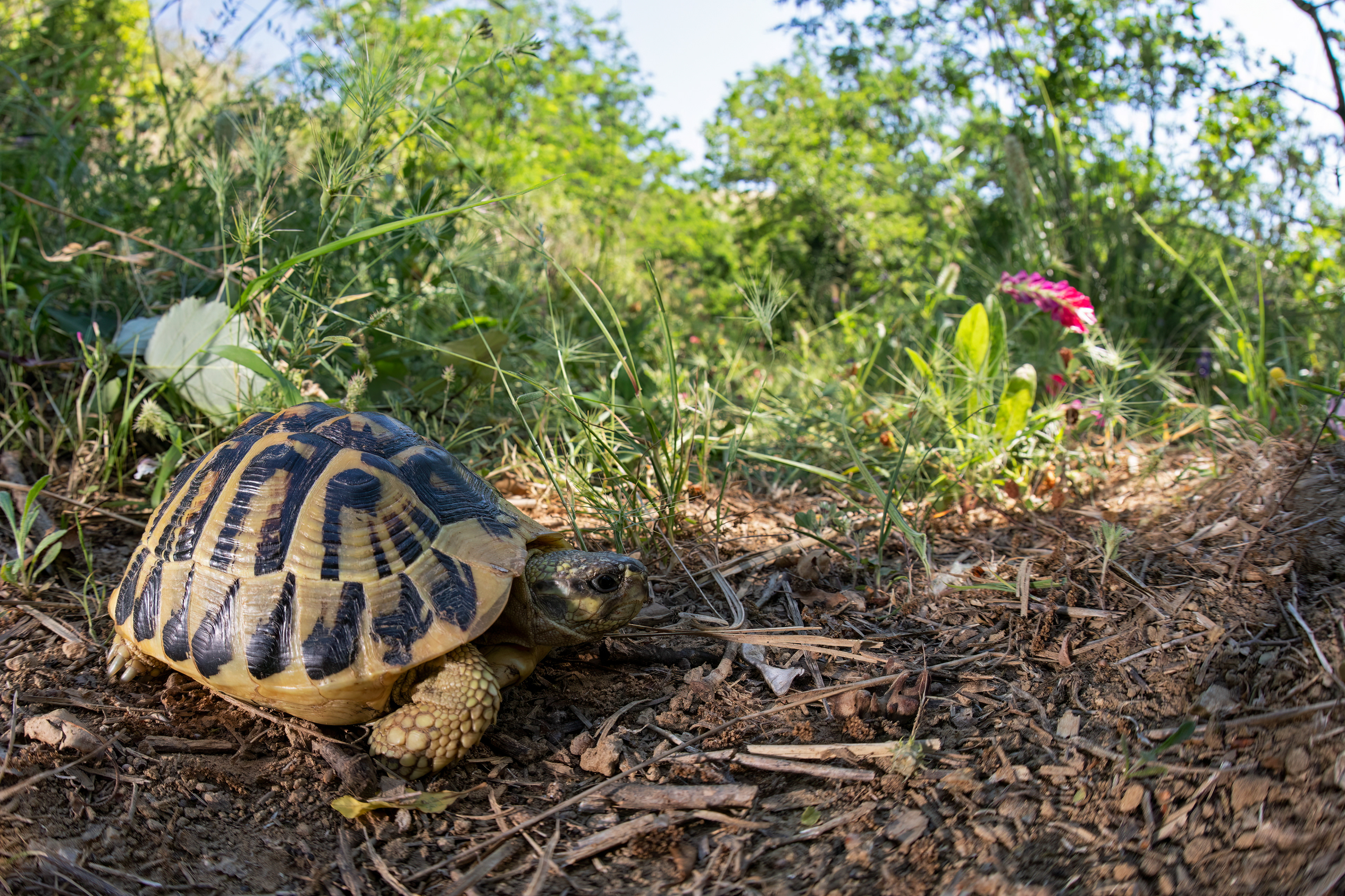 Testuggine di Hermann (Testudo hermanni)