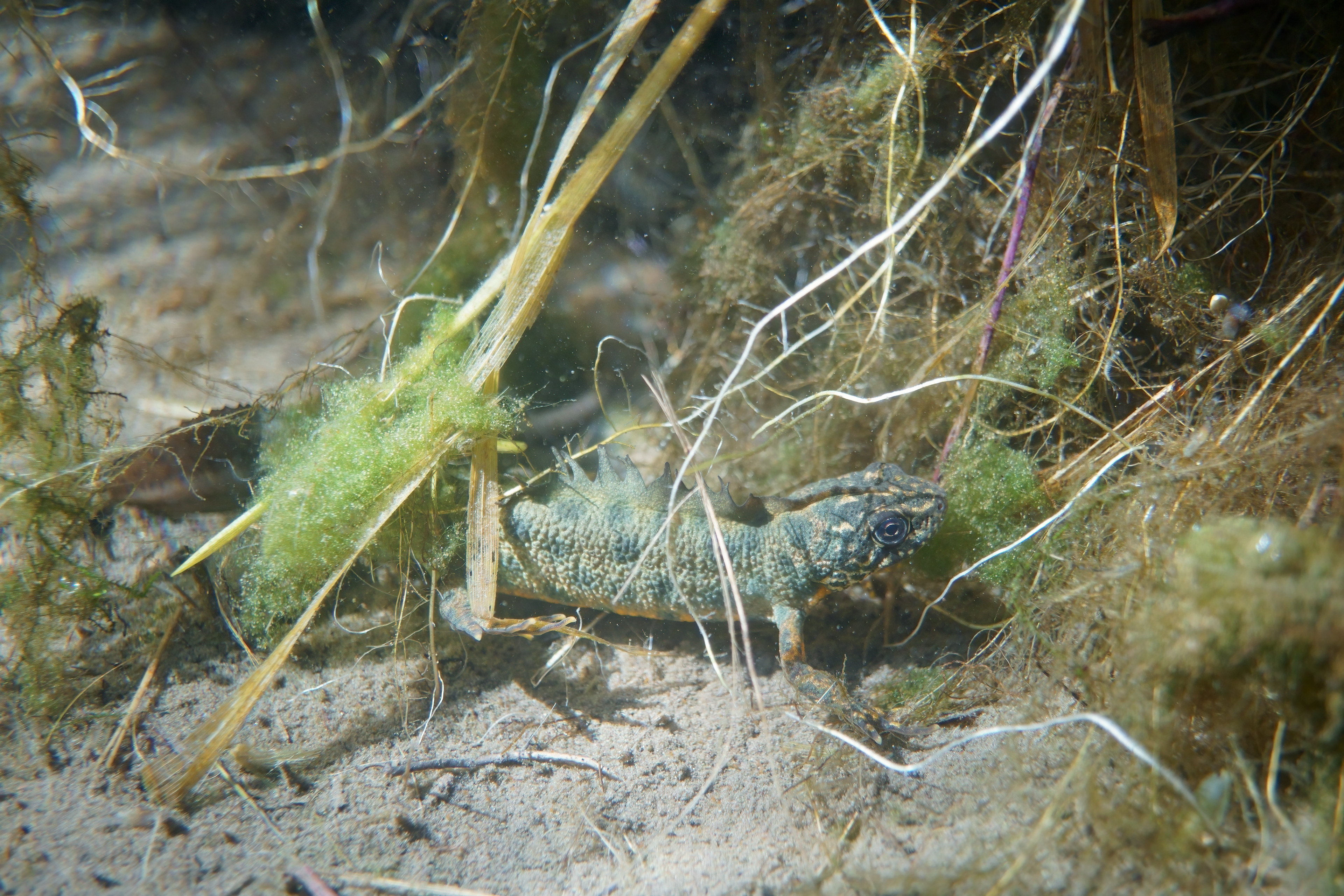 Tritone crestato (Triturus cristatus)