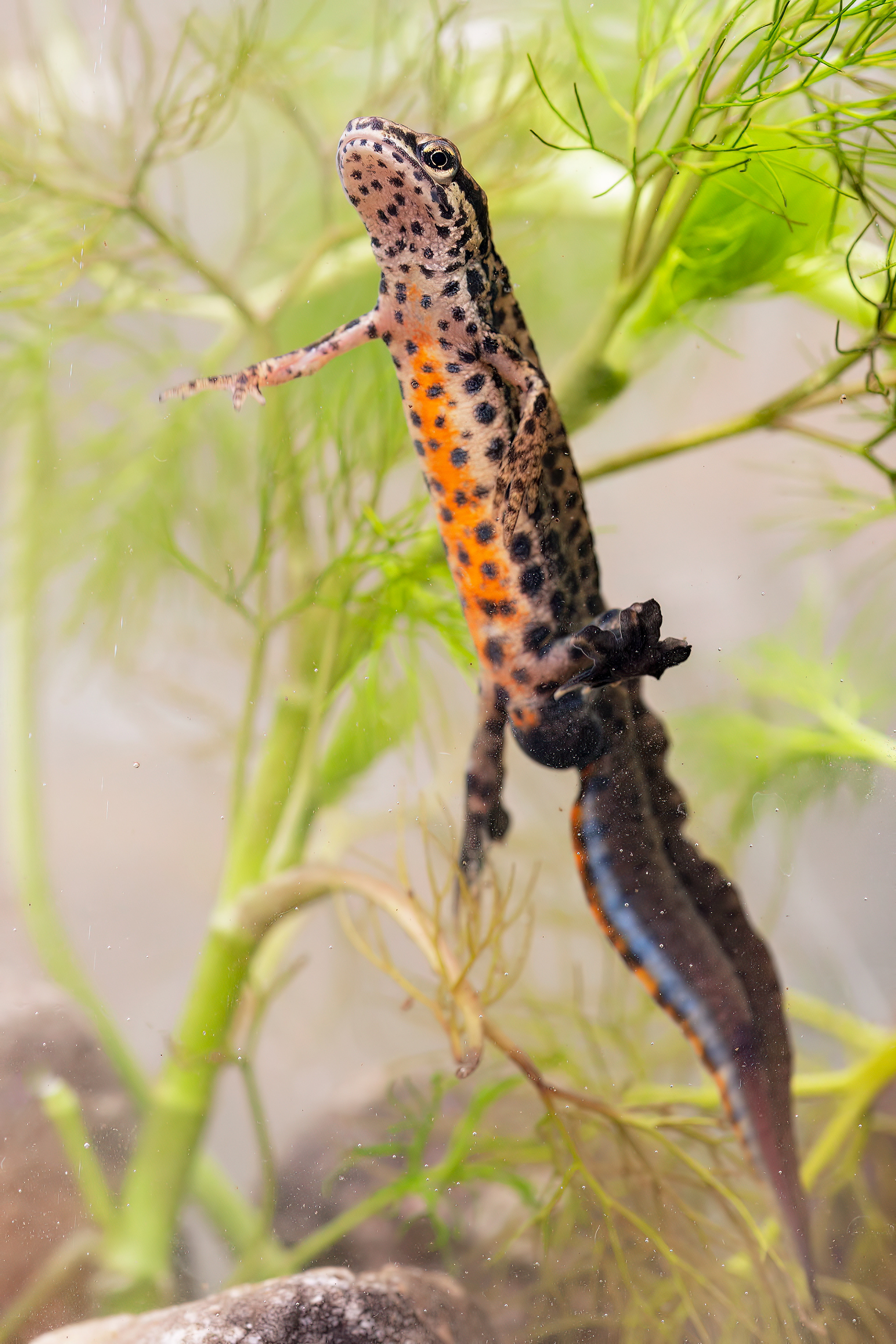 Tritone punteggiato (Lissotriton vulgaris)