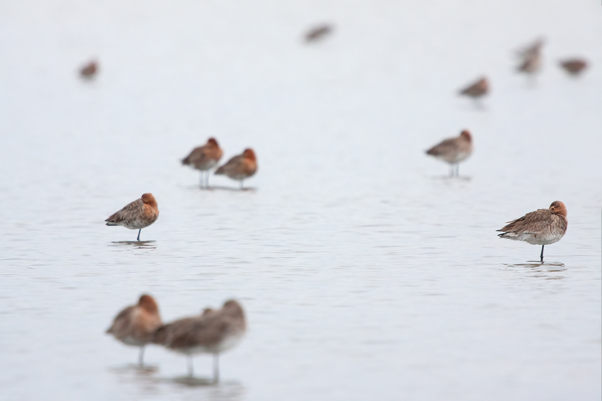 PITTIMA REALE - Black-tailed Godwit (Limosa limosa) - Emilia Romagna 