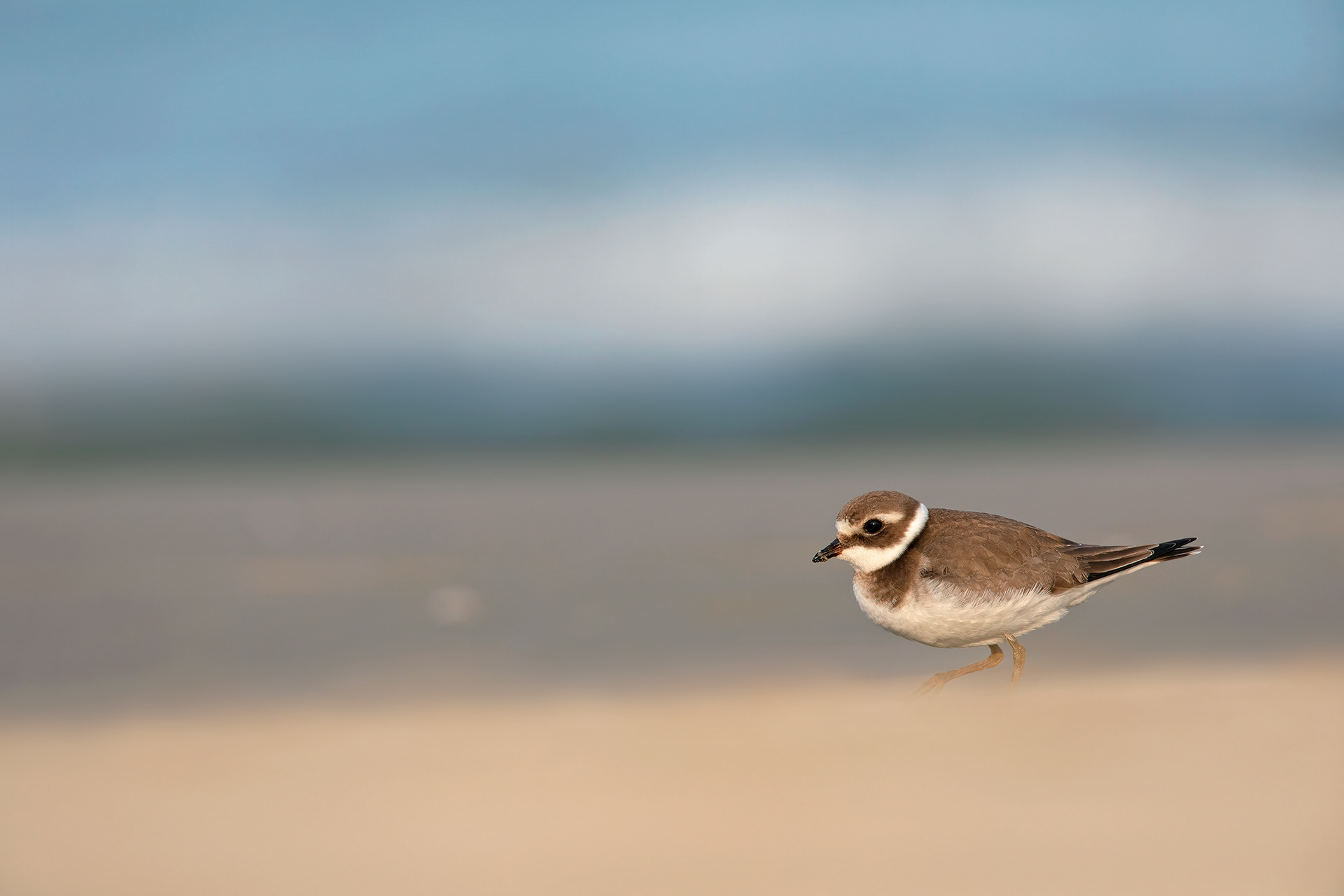 CORRIERE GROSSO - Ringed Plover (Charadrius hiaticula) - Giulianova