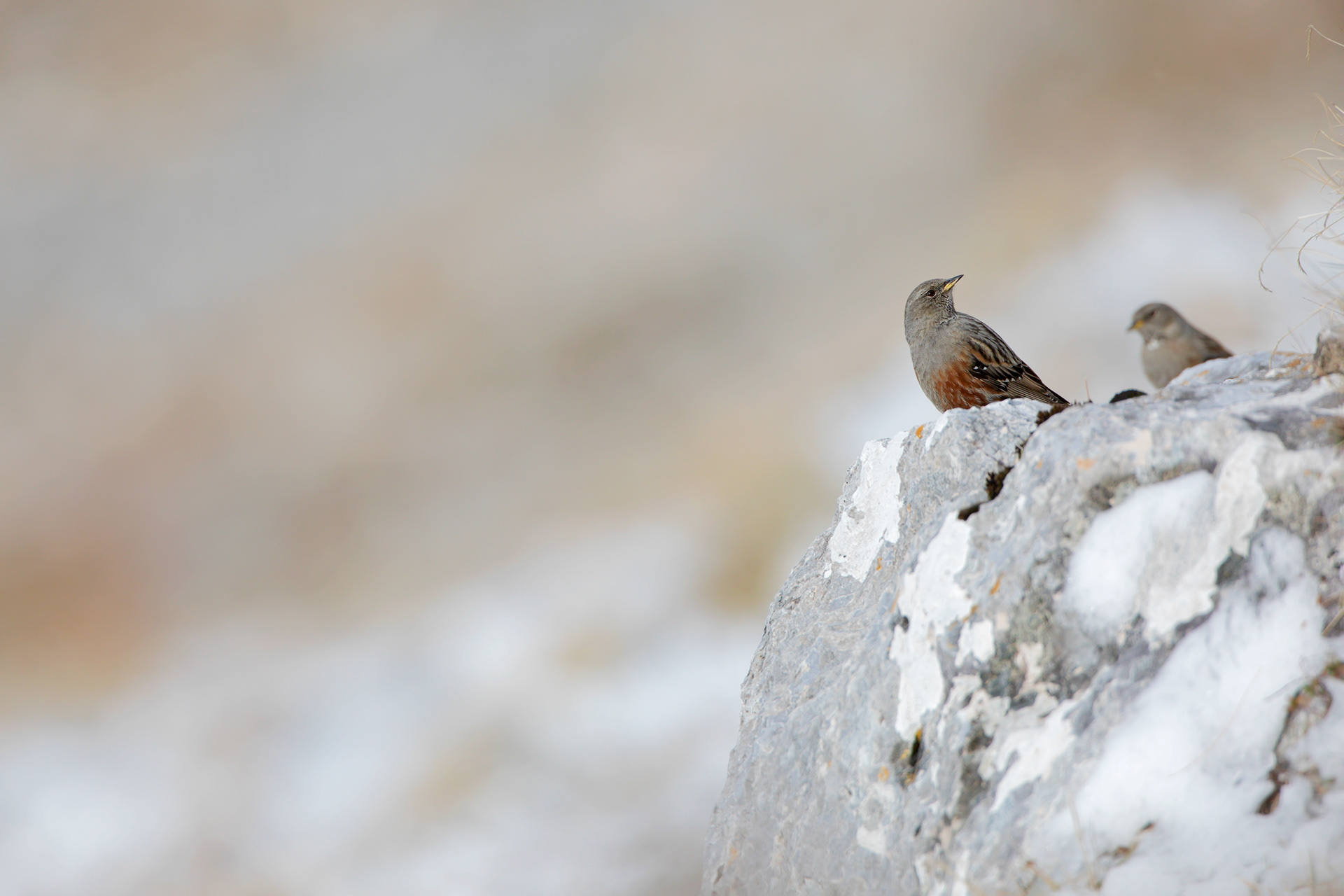 SORDONE - Alpine Accentor (Prunella collaris) - Parco Maiella