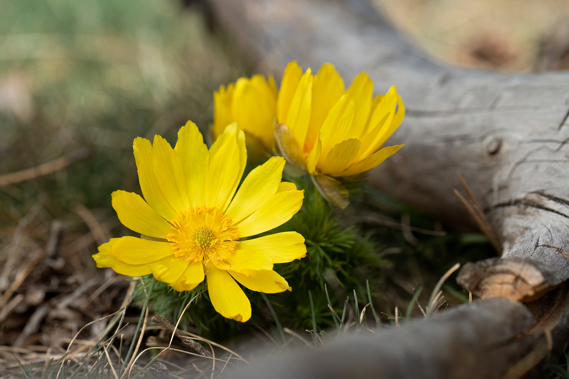 ADONIS VERNALIS - Adonide gialla 