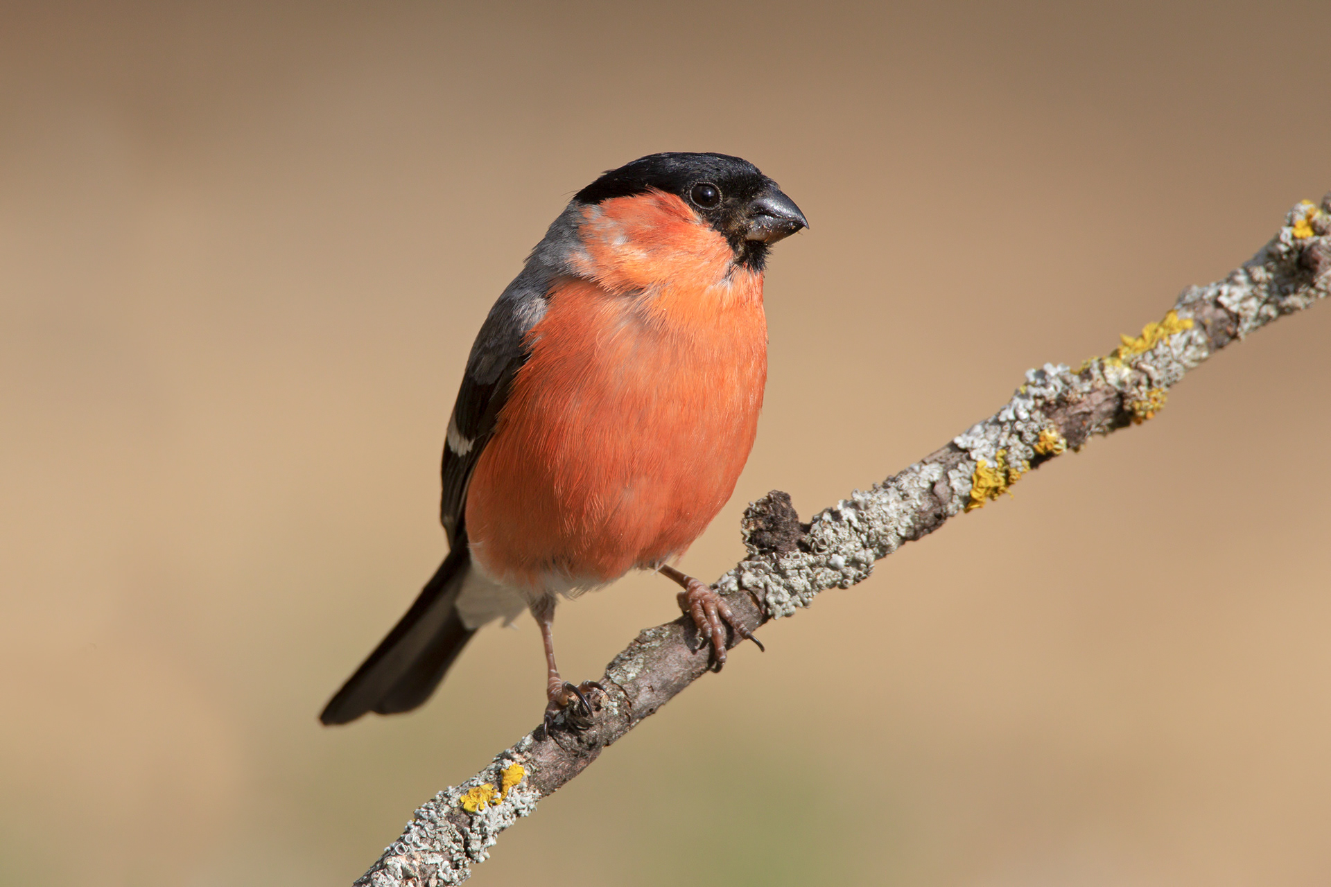 CIUFFOLOTTO - Bullfinch (Pyrrhula pyrrhula) - Gran Sasso