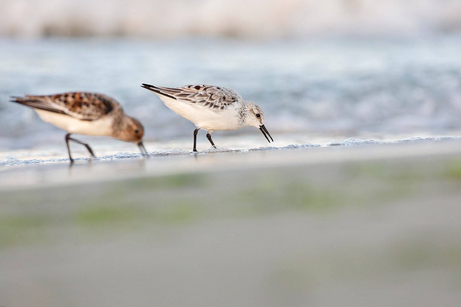 PIOVANELLO TRIDATTILO - Sanderling (Calidris alba) - Abruzzo