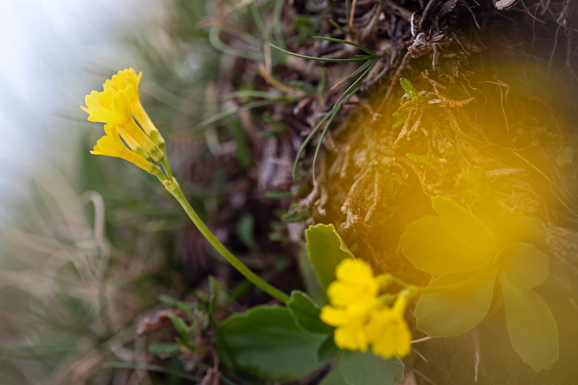 PRIMULA AURICULA - Primula orecchia d'orso 