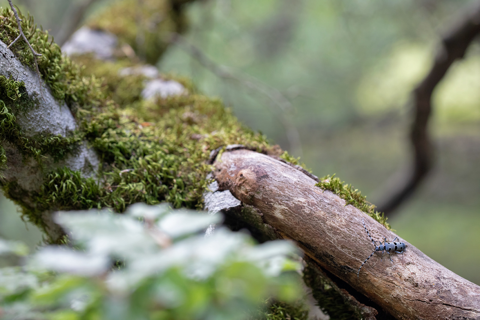 CERAMBICE DEL FAGGIO - Rosalia longicorn (Rosalia alpina) - Parco Nationale d'Abruzzo, Lazio e Molise