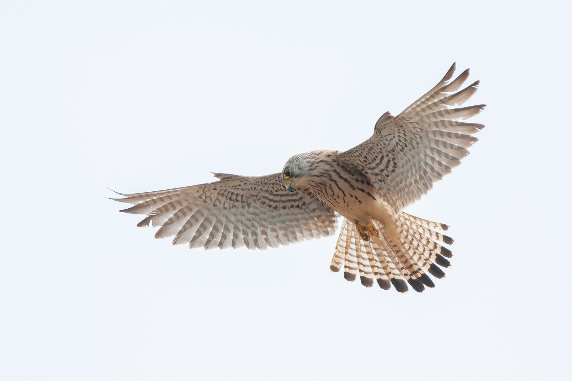 Grillaio - Lesser Kestrel (Falco naumanni)