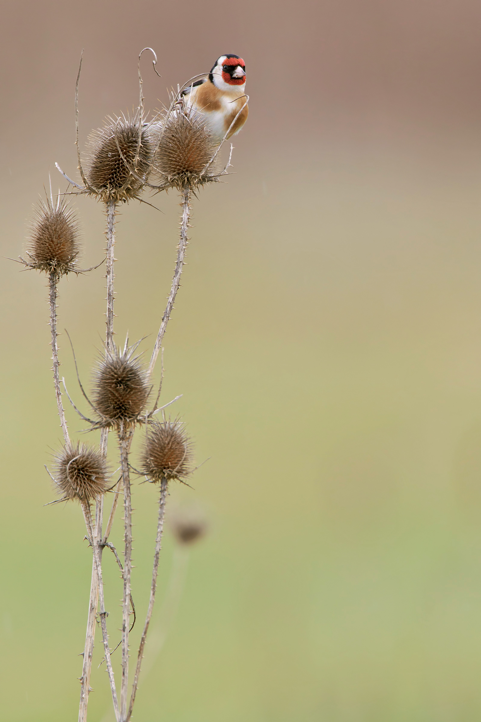 CARDELLINO - Goldfinch (Carduelis carduelis) - Giulianova