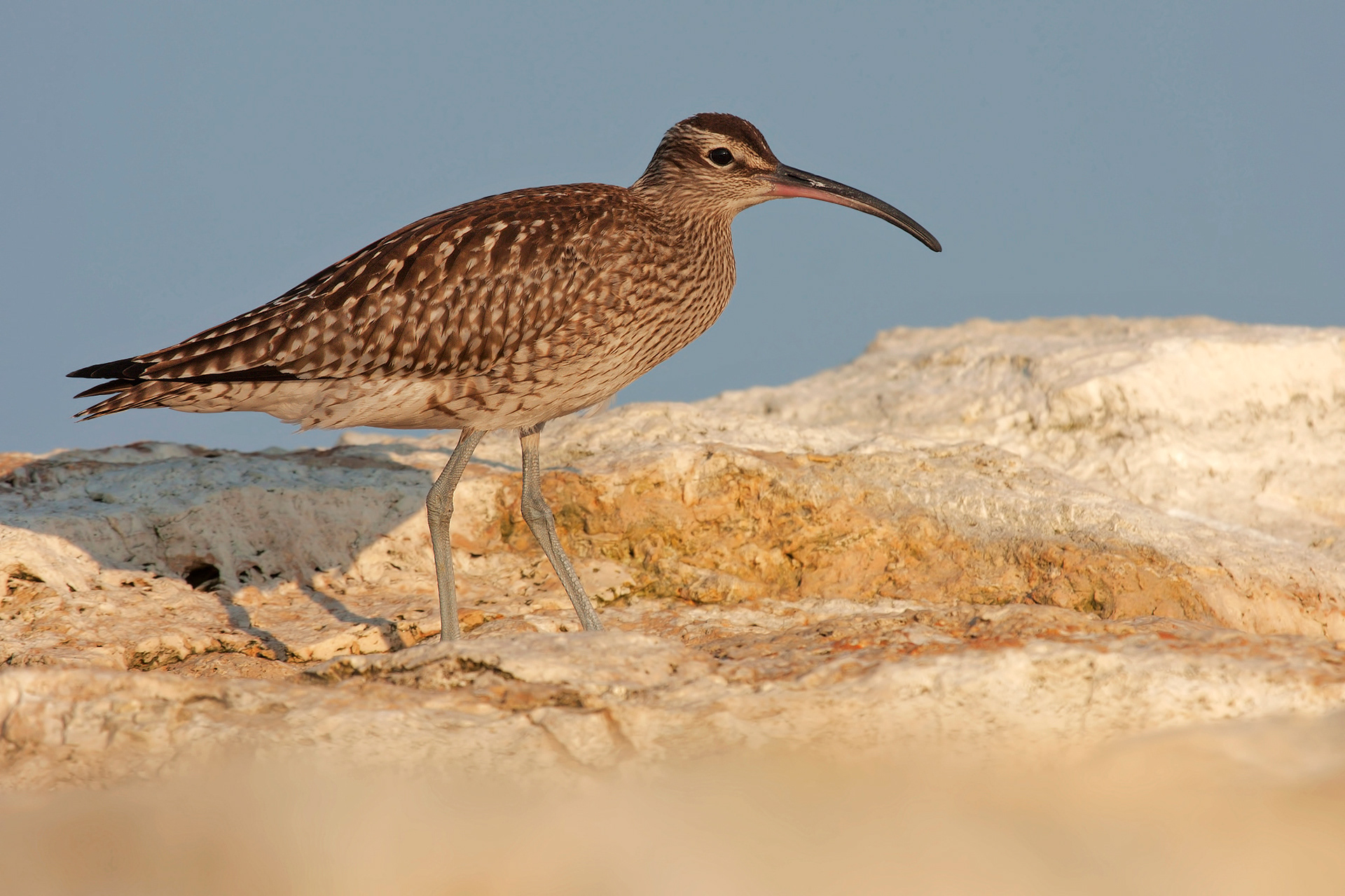 CHIURLO PICCOLO - Whimbrel (Numenius phaeopus) - Abruzzo