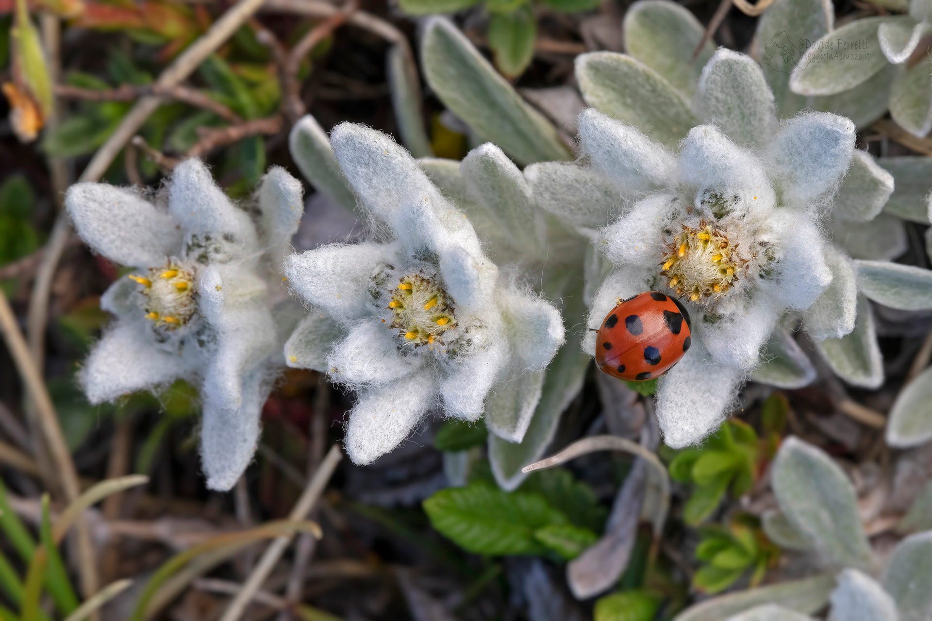 LEONTOPODIUM NIVALE - Stella alpina dell'Appennino 